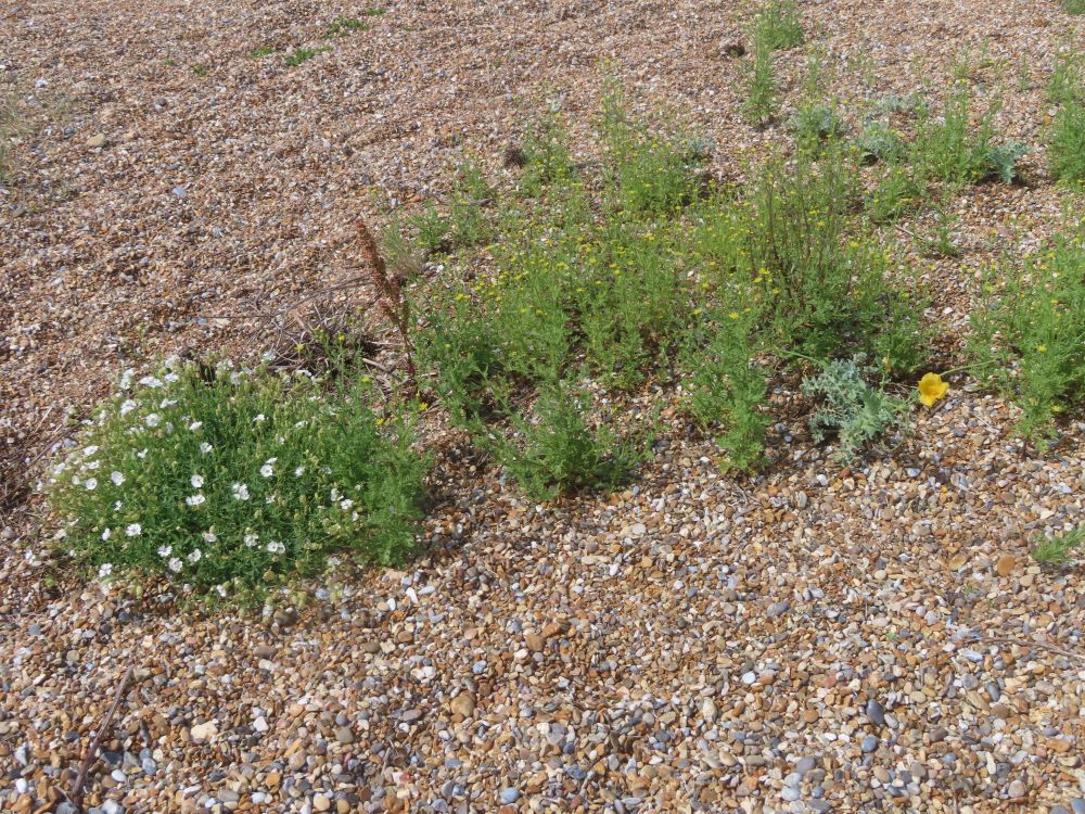 A group of plants growing in shingle