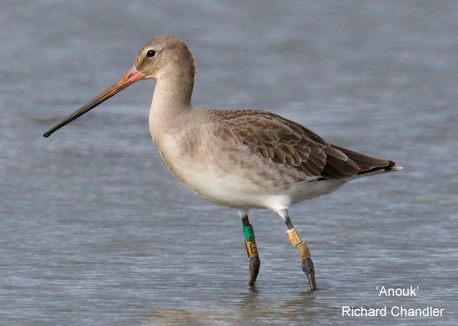 Limosa-Anouk