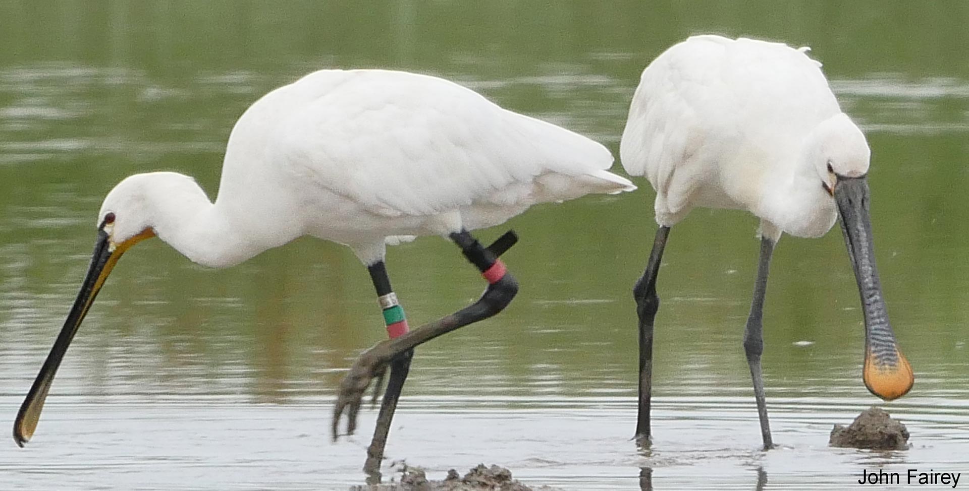 Ringing-Spoonbill-edited