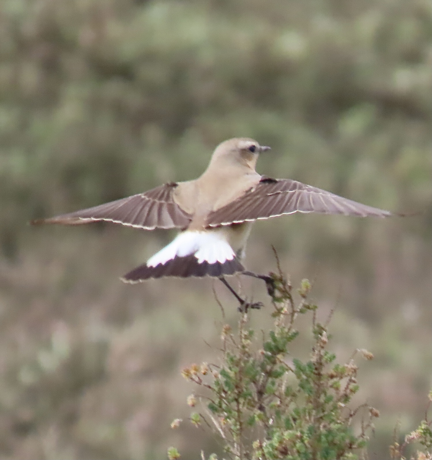 Wheatear - 09-05-2021