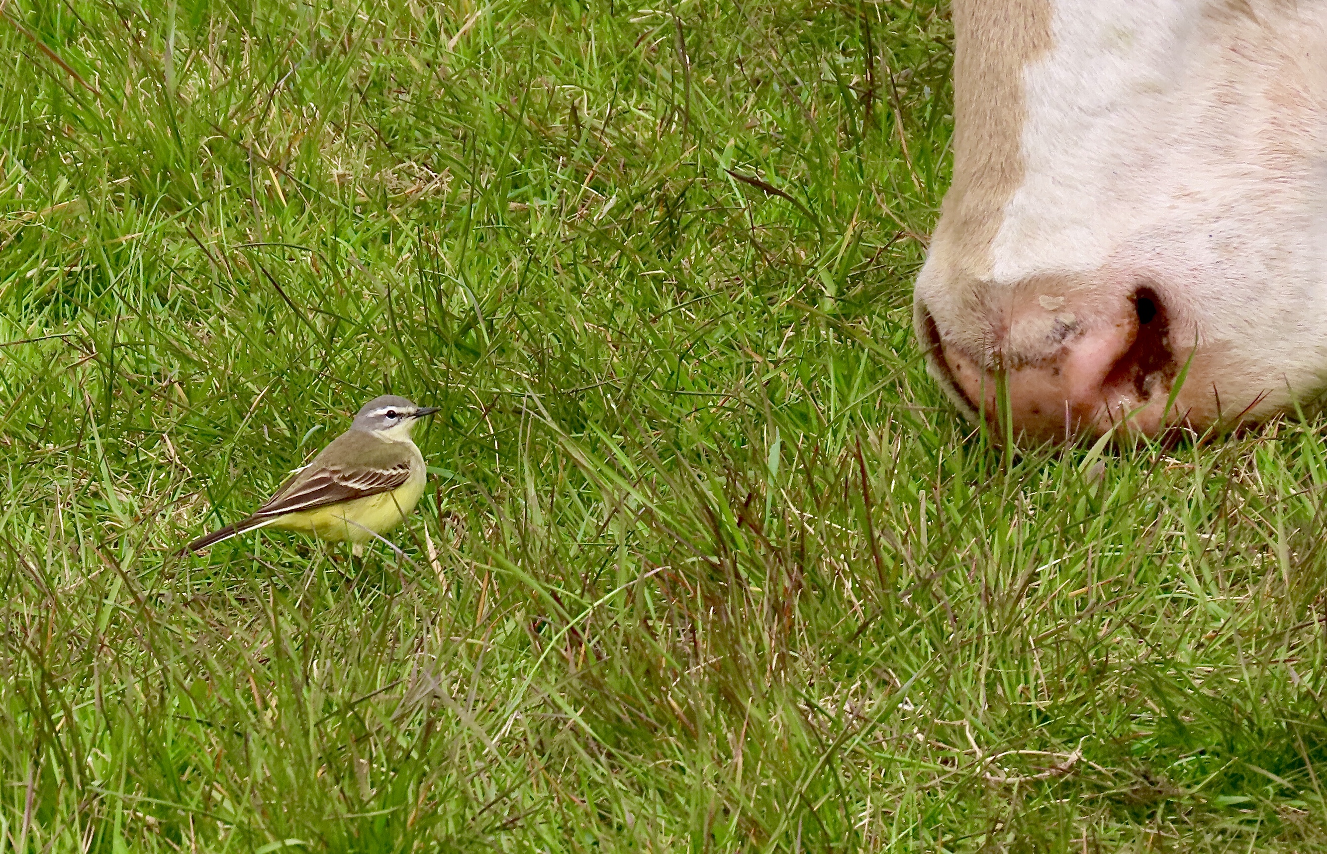 Blue-headed Wagtail - 27-04-2021