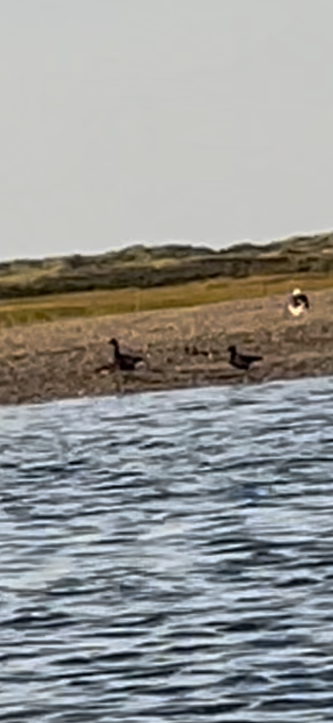 Brent Goose - 21-09-2021