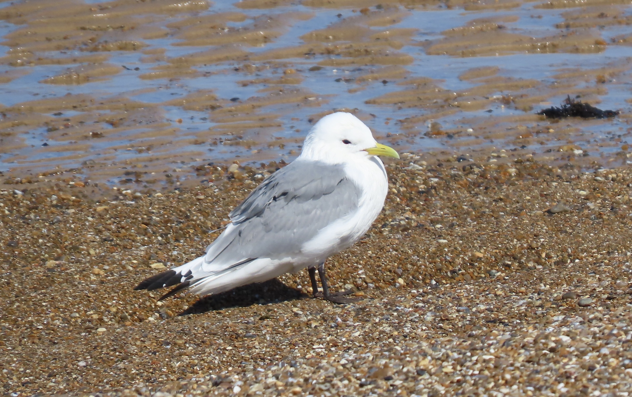 Kittiwake - 16-04-2021