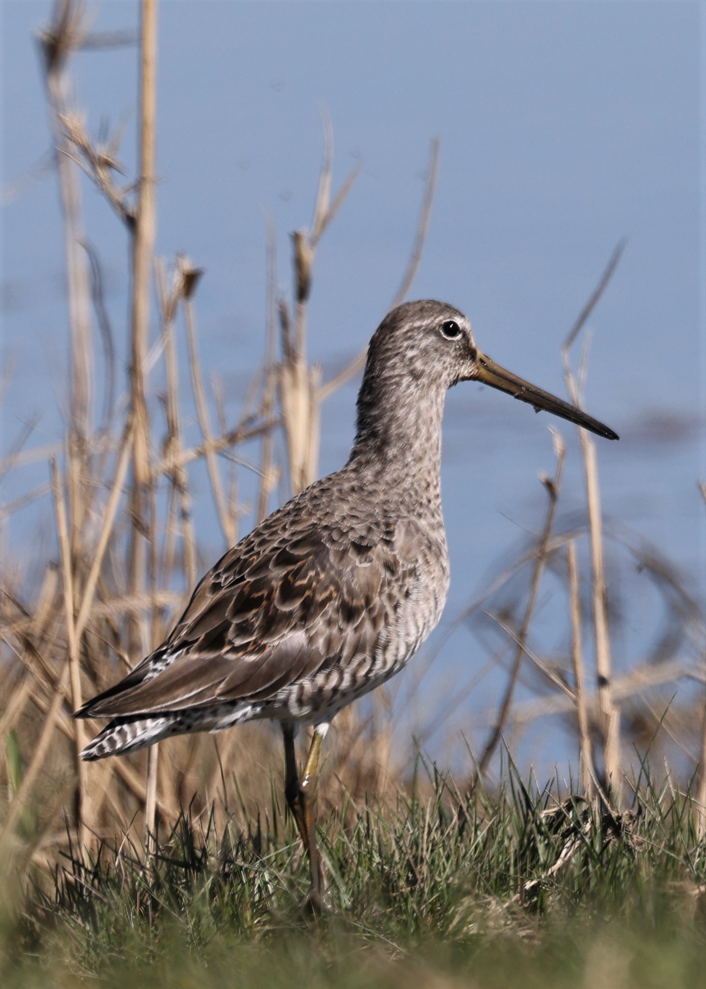 Long-billed Dowitcher - 04-04-2023