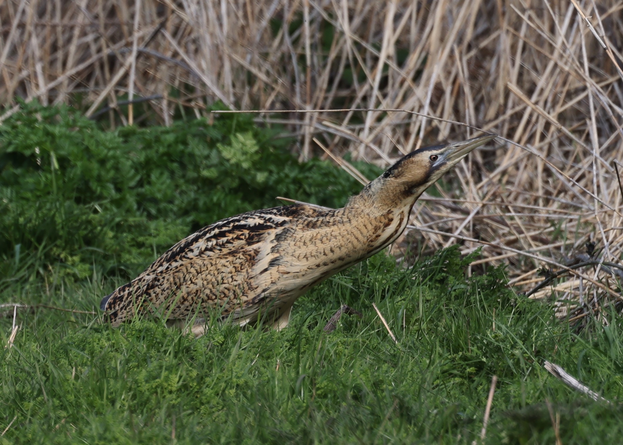 Bittern - 05-04-2023