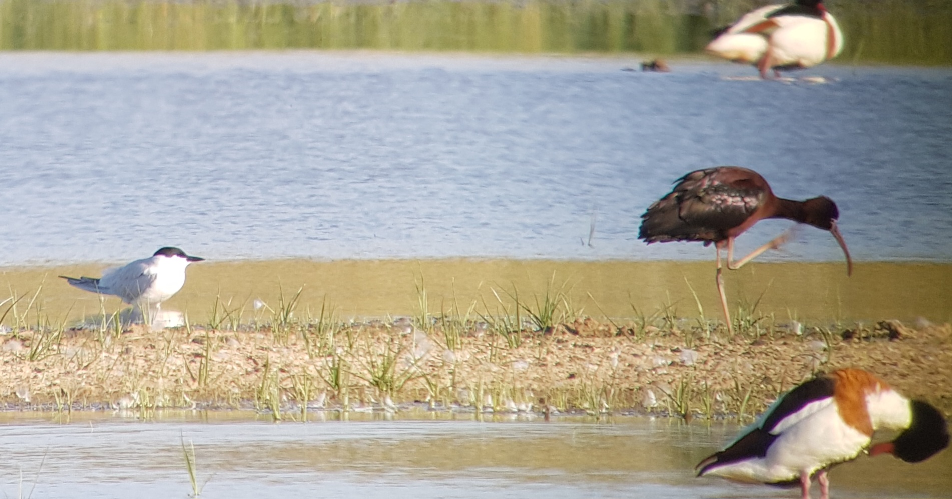 Glossy Ibis - 29-05-2026