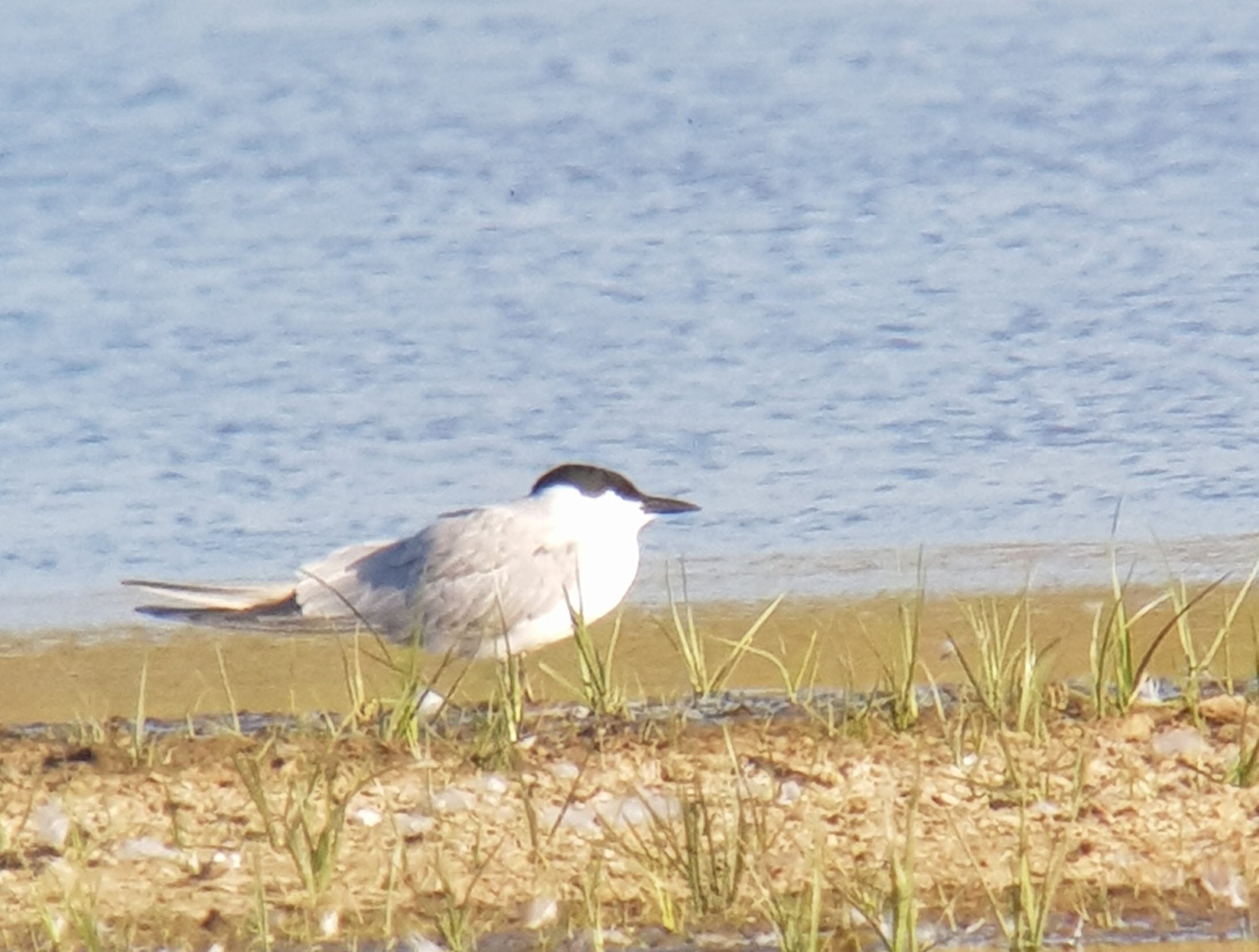 Gull-billed Tern - 29-05-2026