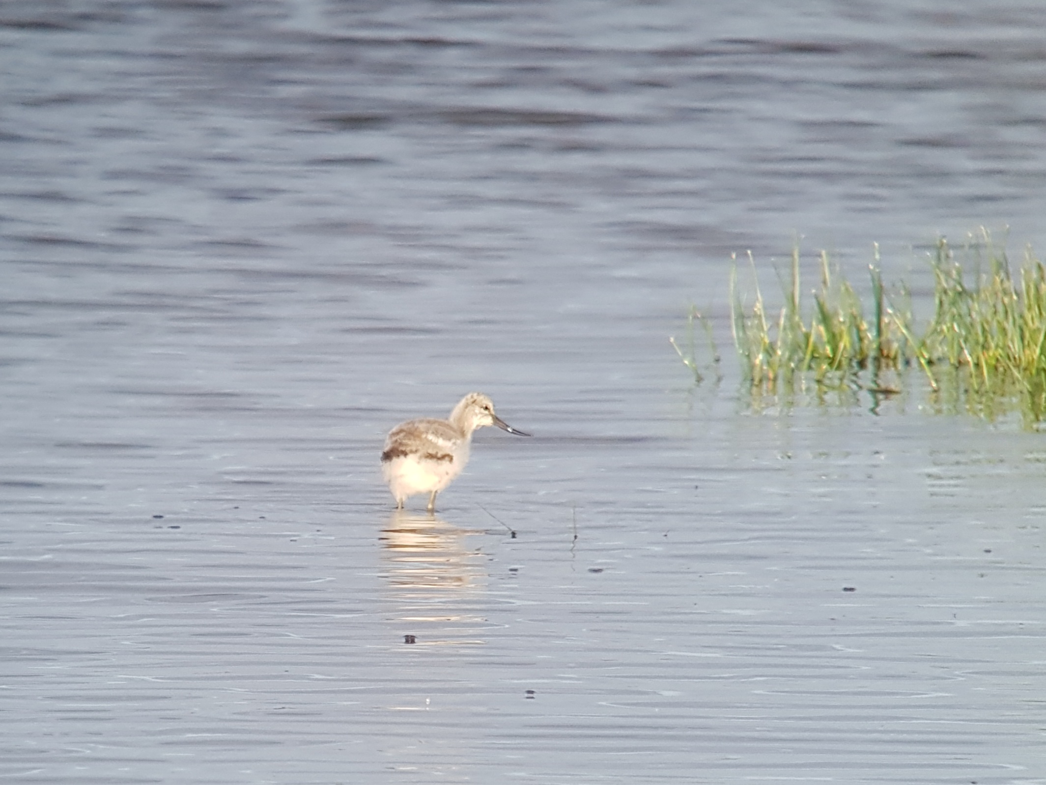 Avocet - 05-06-2026