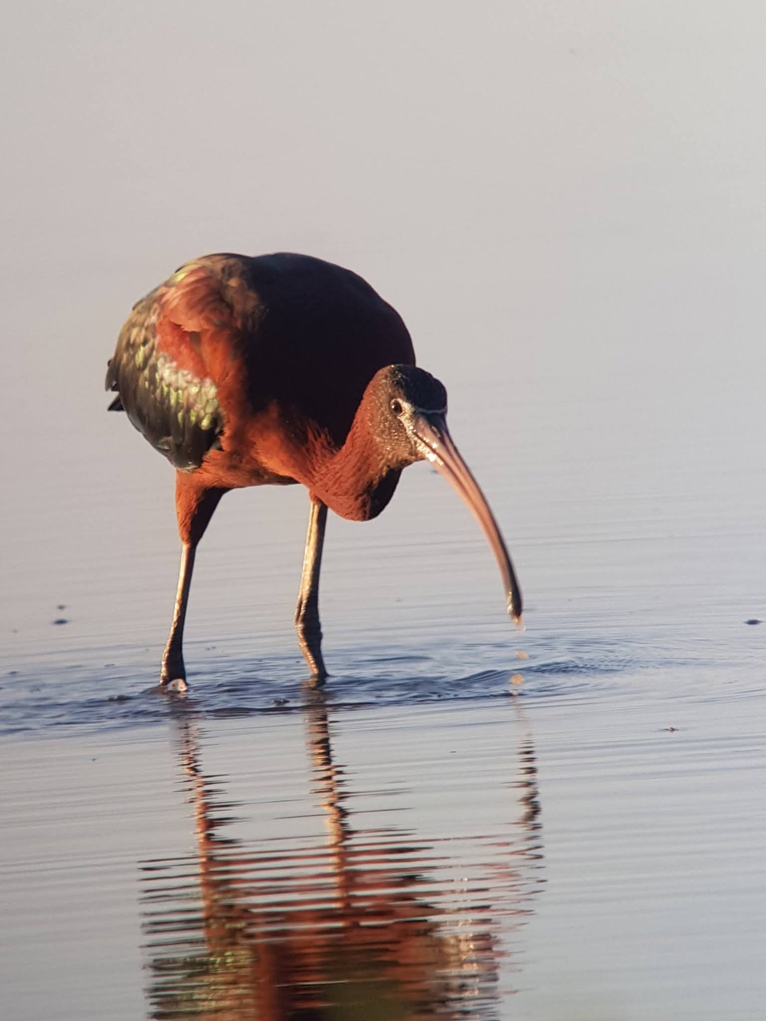 Glossy Ibis - 19-06-2026