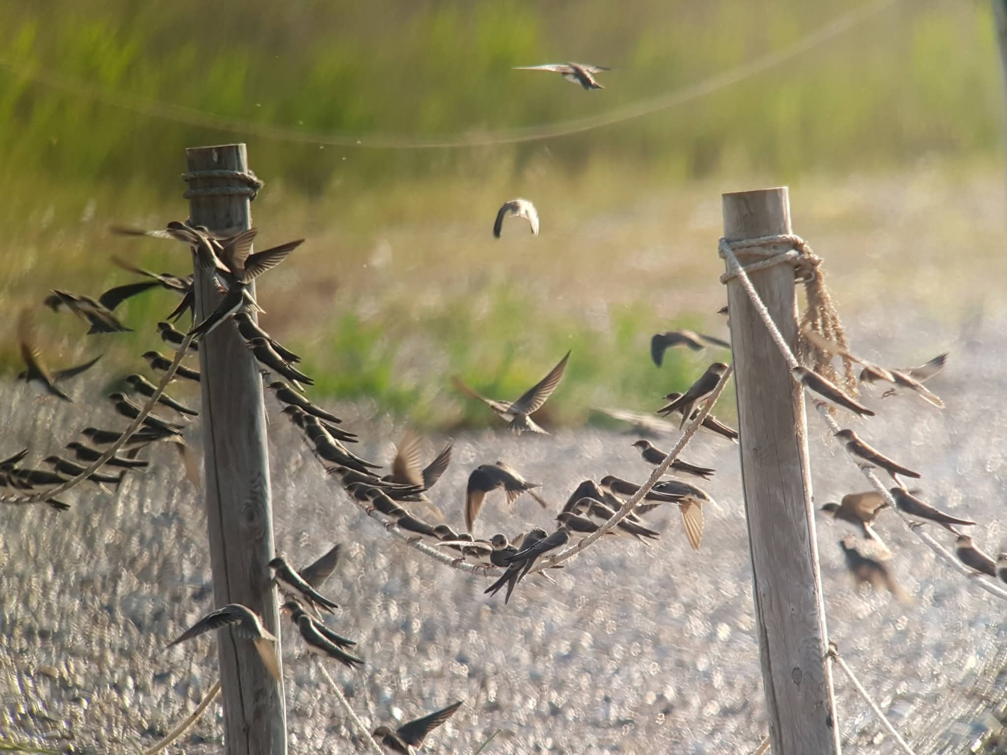 Sand Martin - 19-06-2026