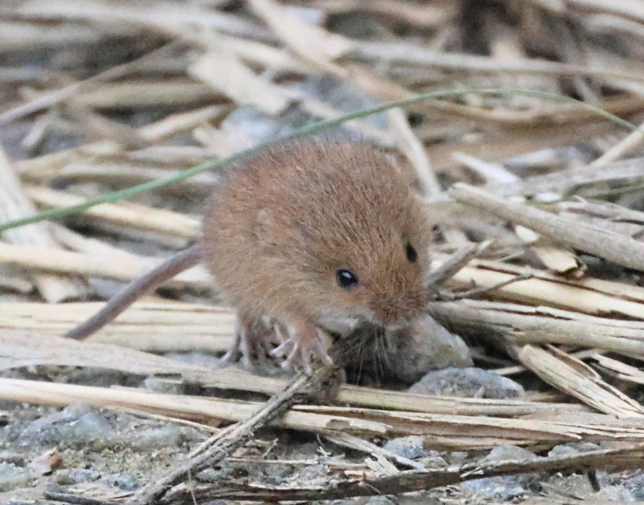 Harvest Mouse - 07-09-2026