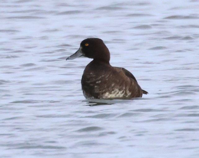 Tufted Duck - 07-09-2026