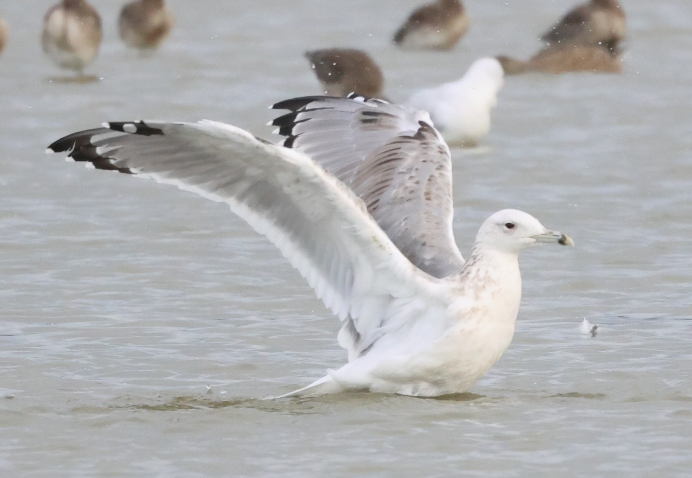 Caspian Gull - 07-09-2026