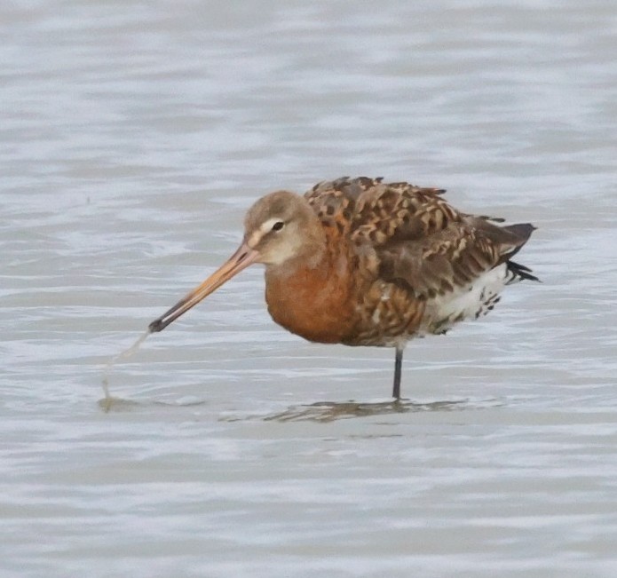 Black-tailed Godwit - 07-09-2026