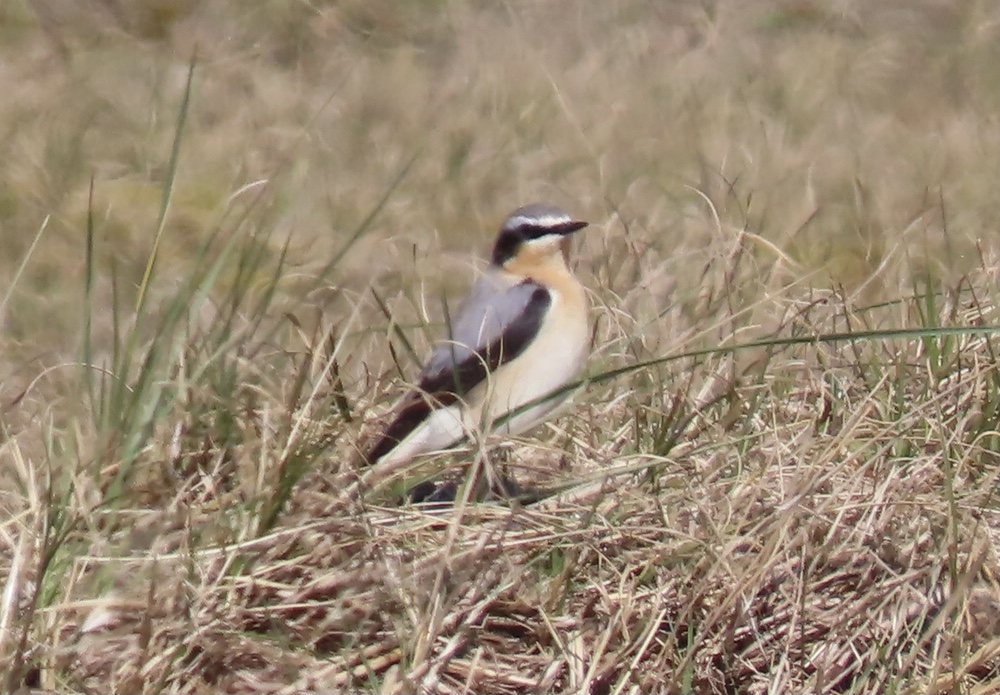 Wheatear - 16-04-2021