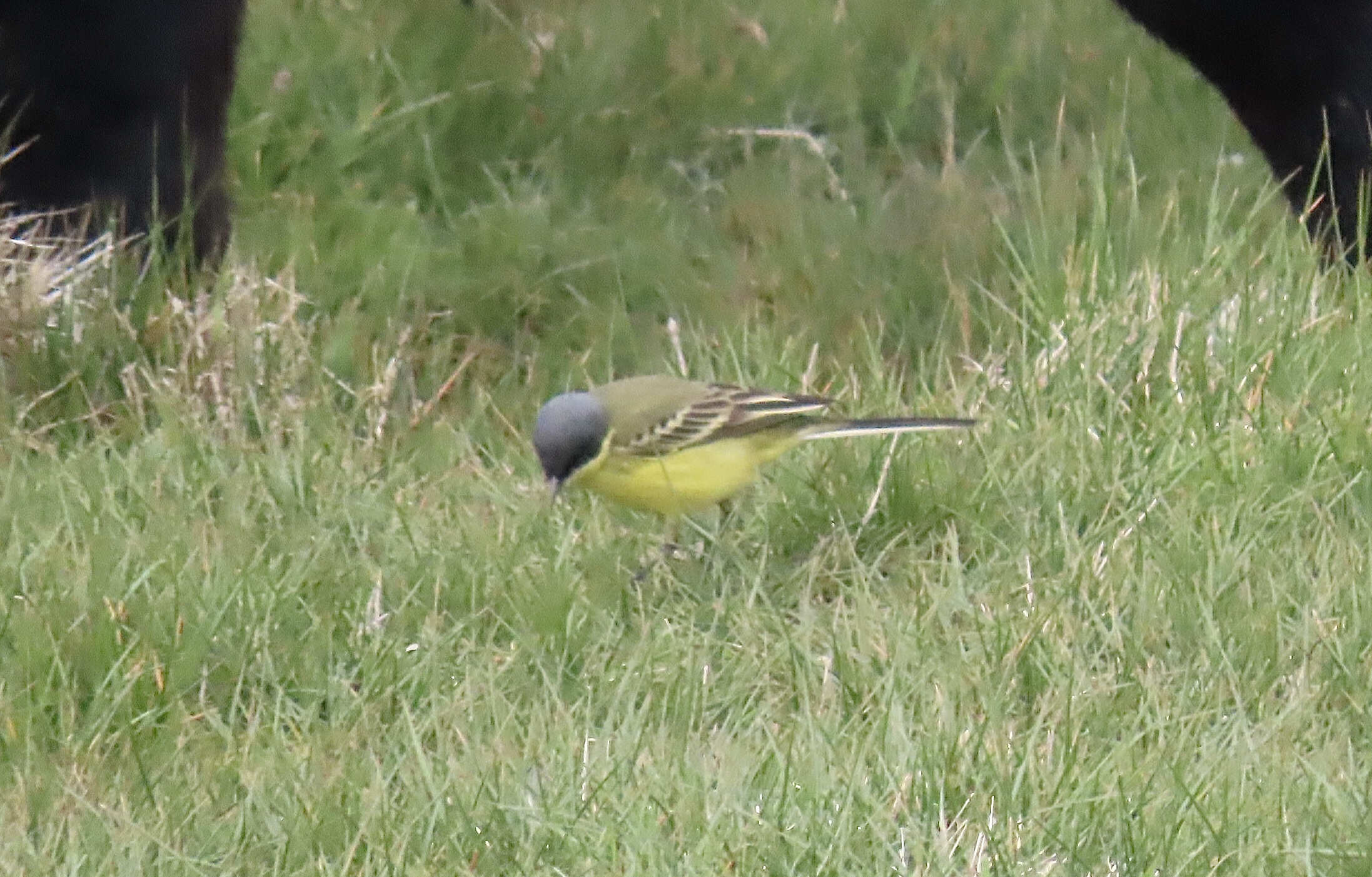 Grey-headed Wagtail - 04-05-2021