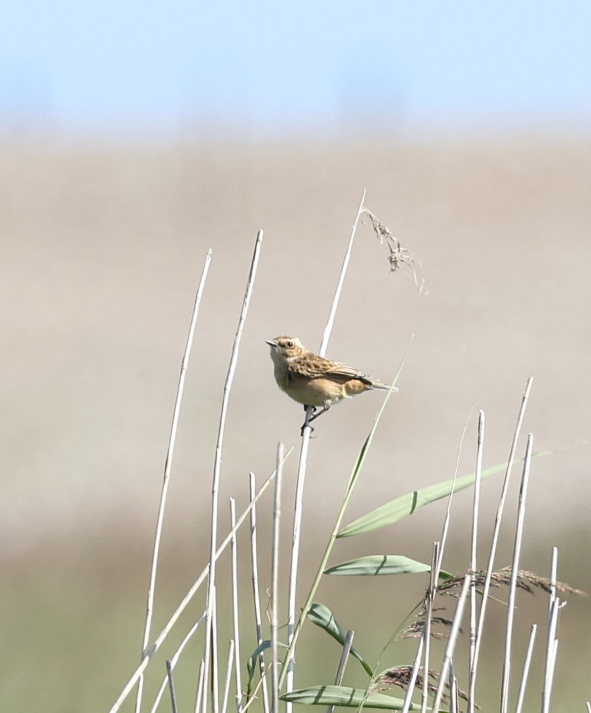 Whinchat - 25-08-2024