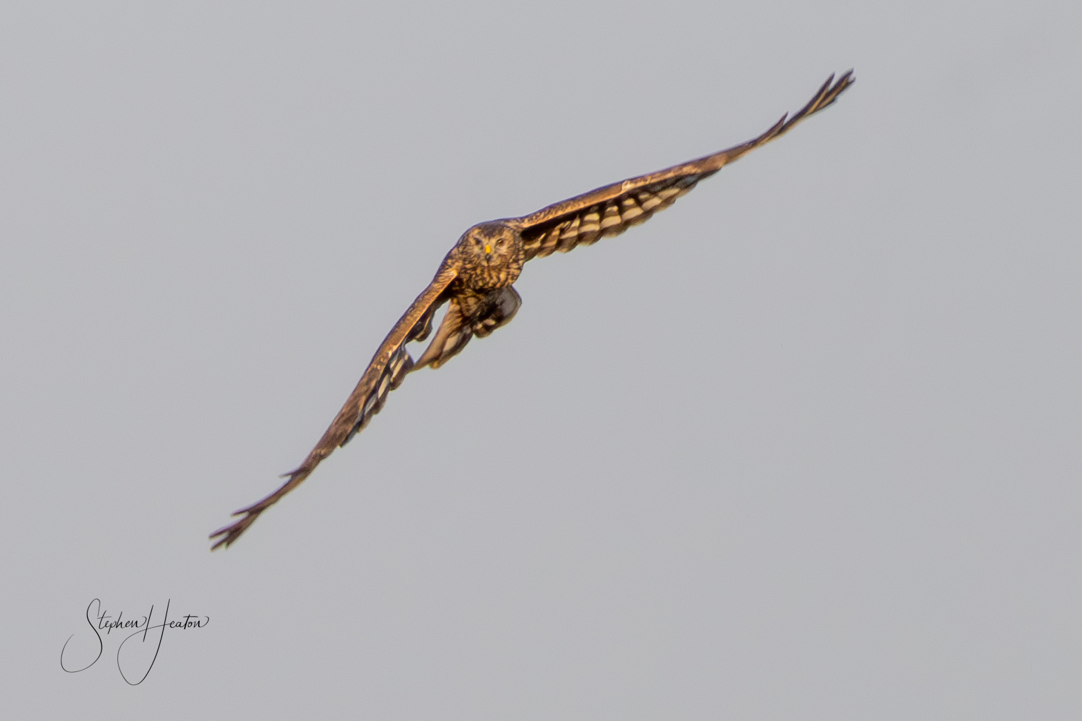 Hen Harrier - 03-11-2024