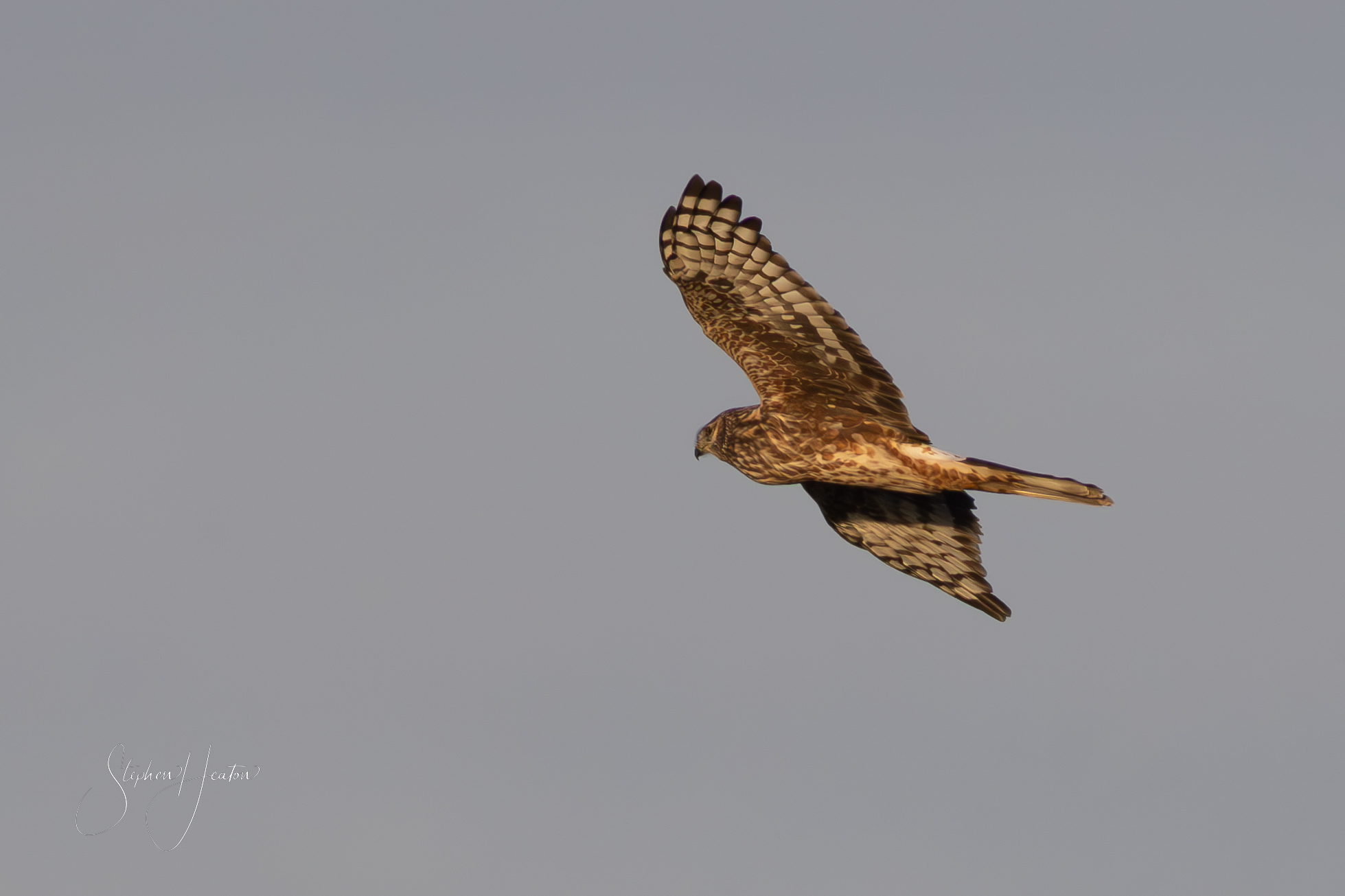 Hen Harrier - 03-11-2024