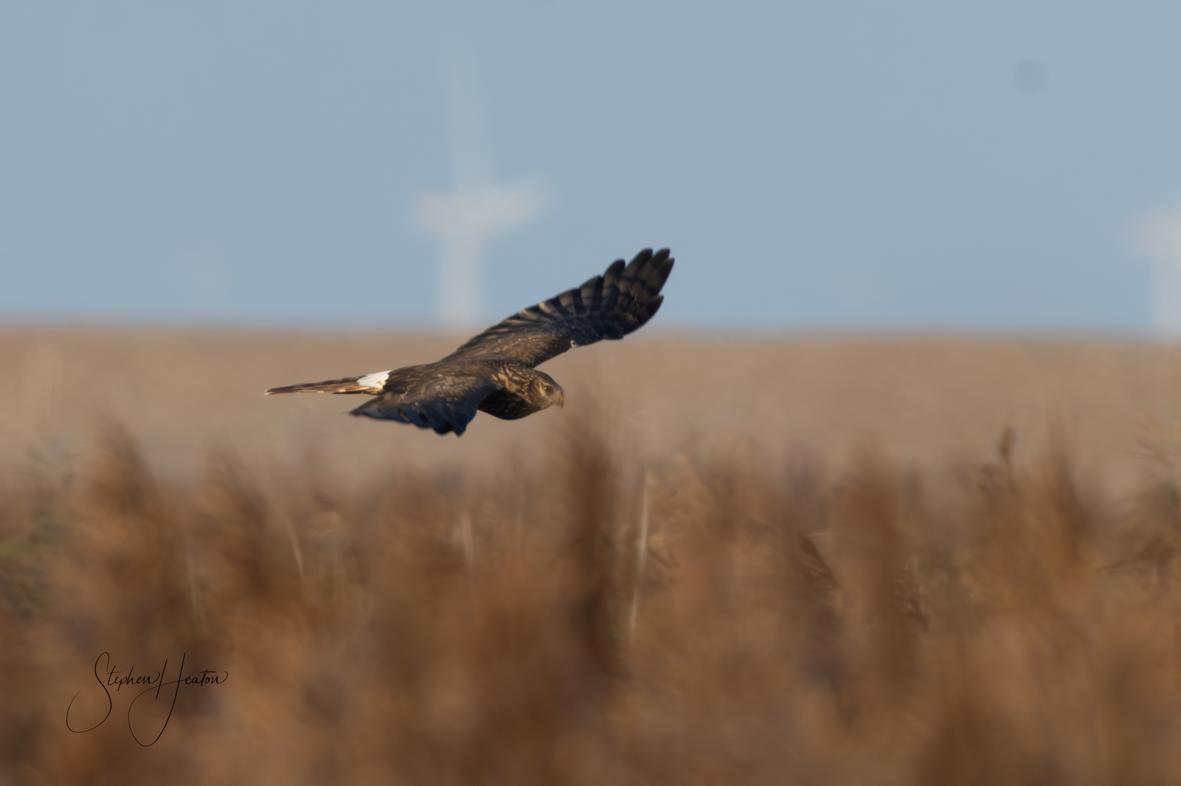 Hen Harrier - 03-11-2024