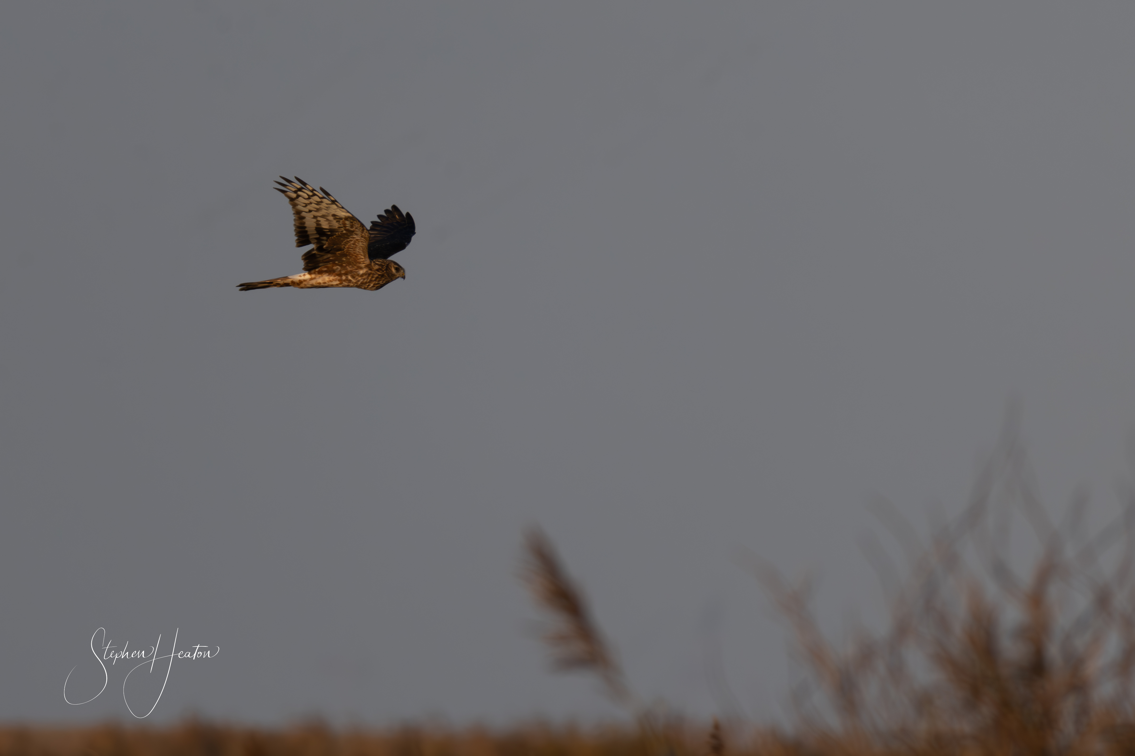 Hen Harrier - 03-11-2024