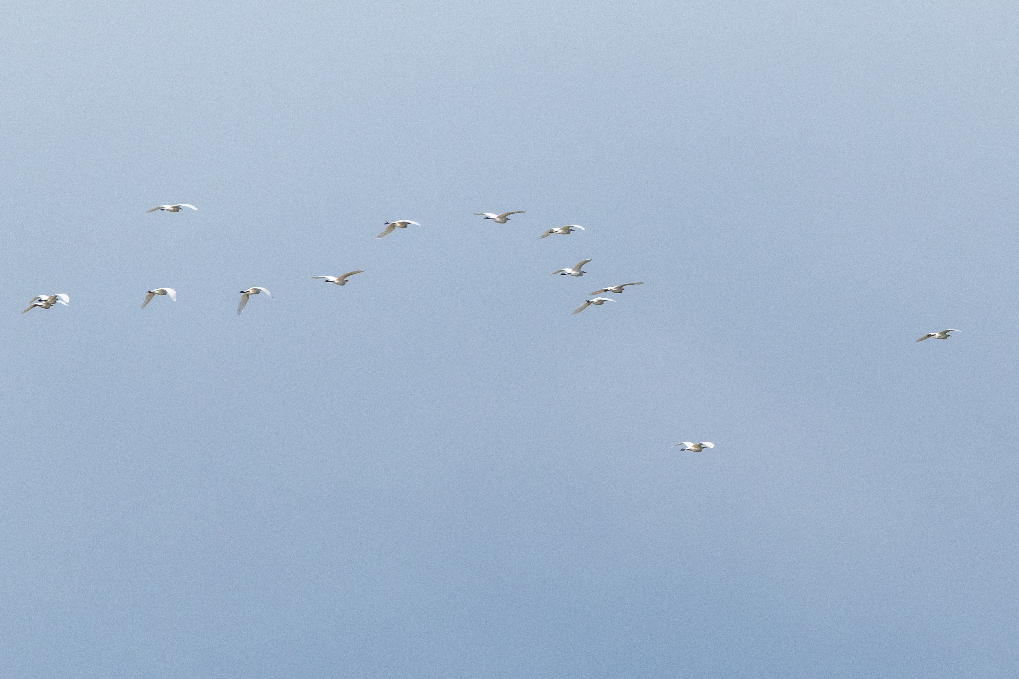 Cattle Egret - 15-10-2025