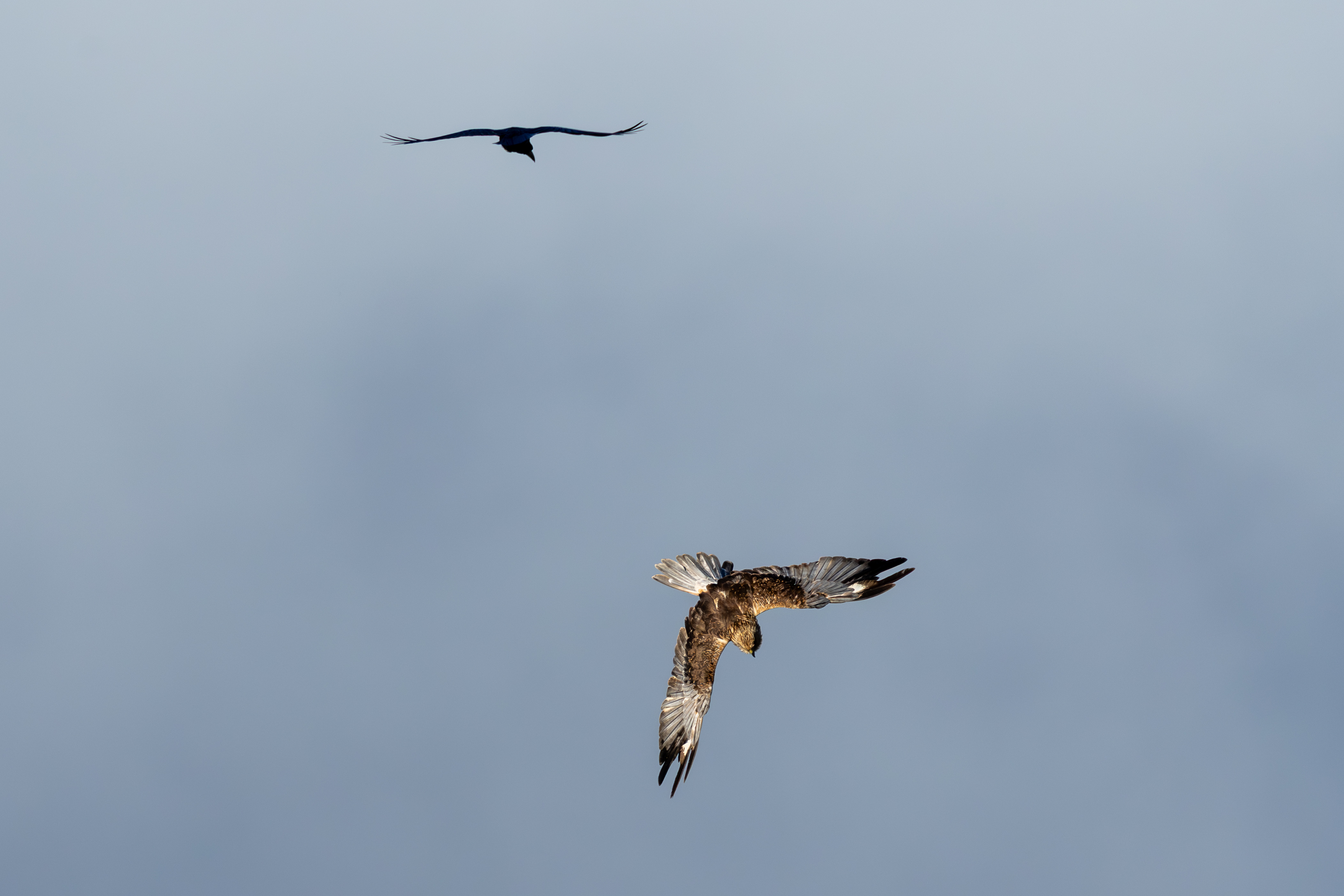Marsh Harrier - 15-10-2025