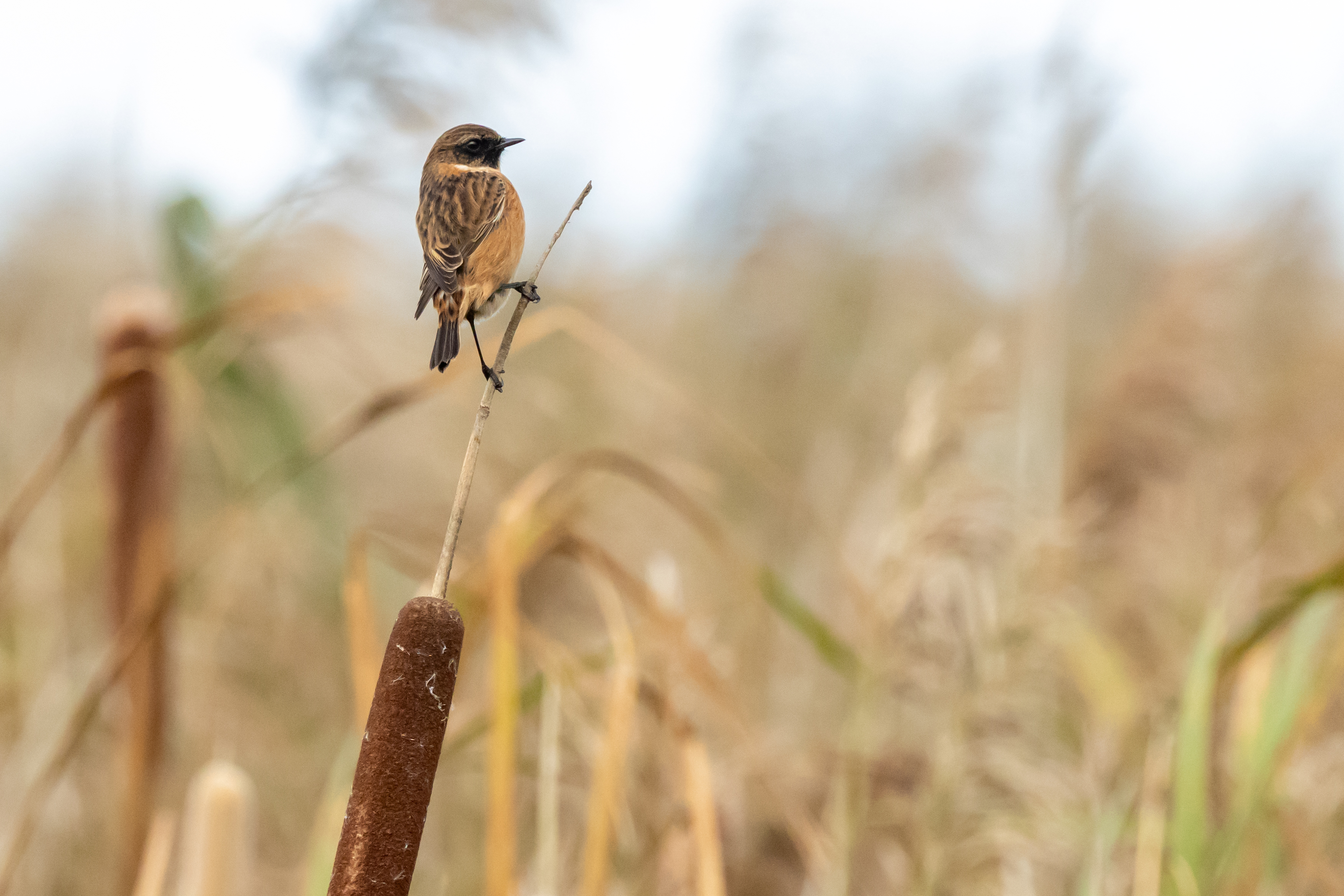 Stonechat - 15-10-2025