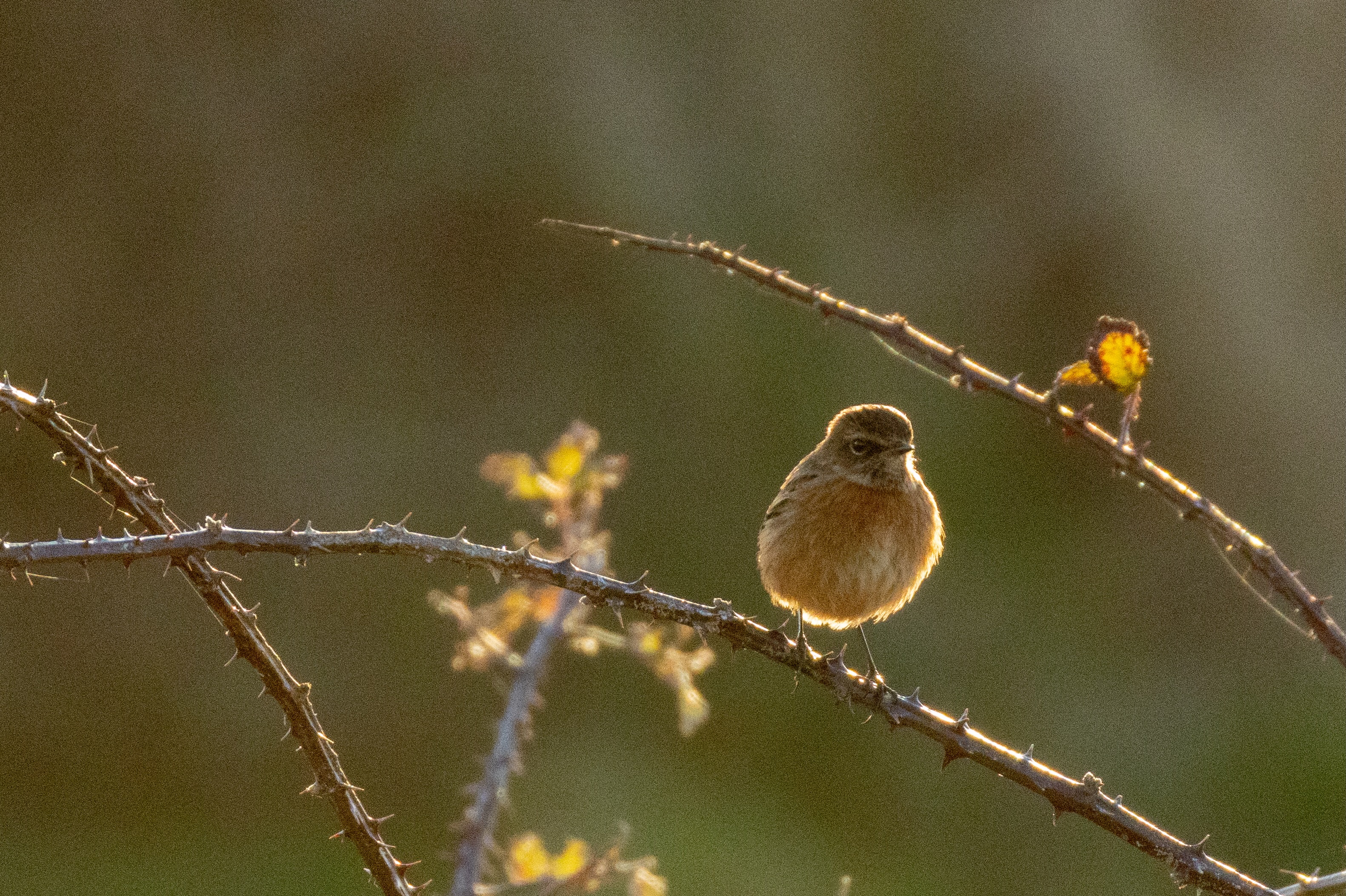 Stonechat - 30-01-2025