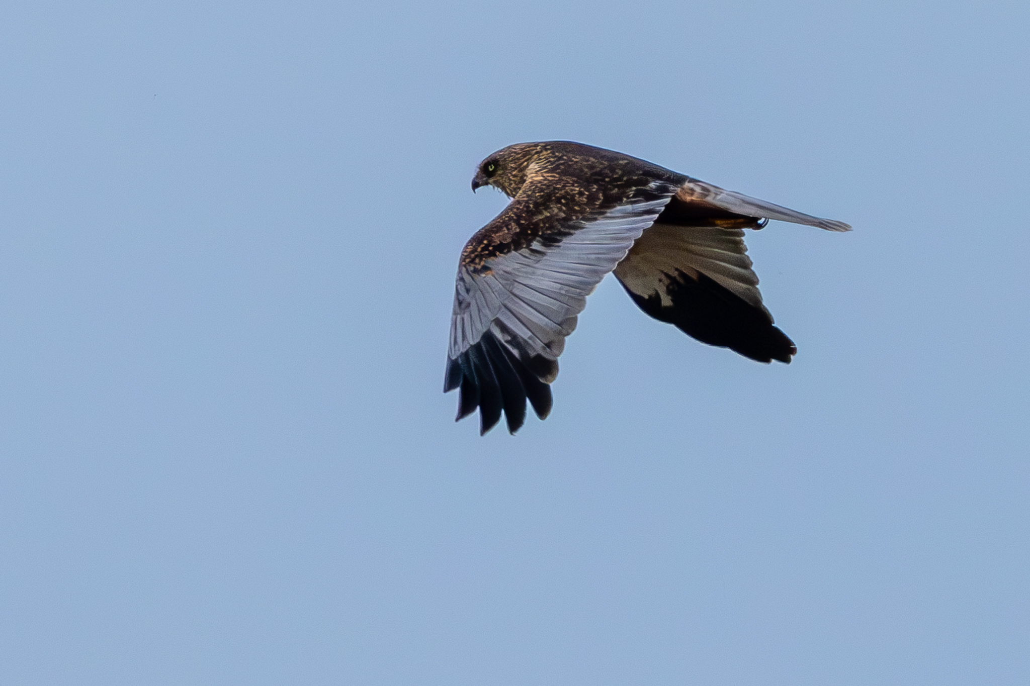 Marsh Harrier - 05-02-2025