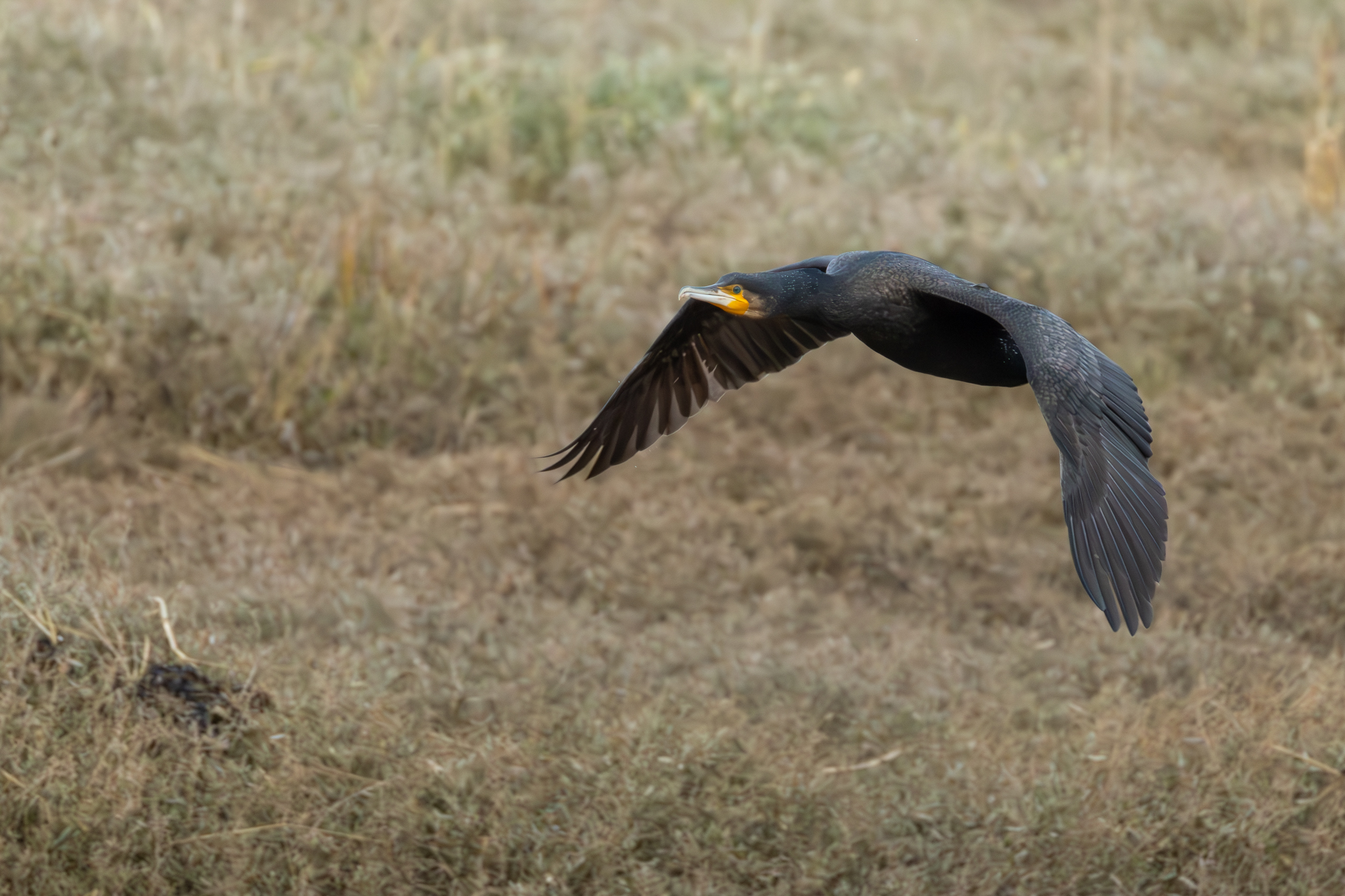 Cormorant - 05-02-2025