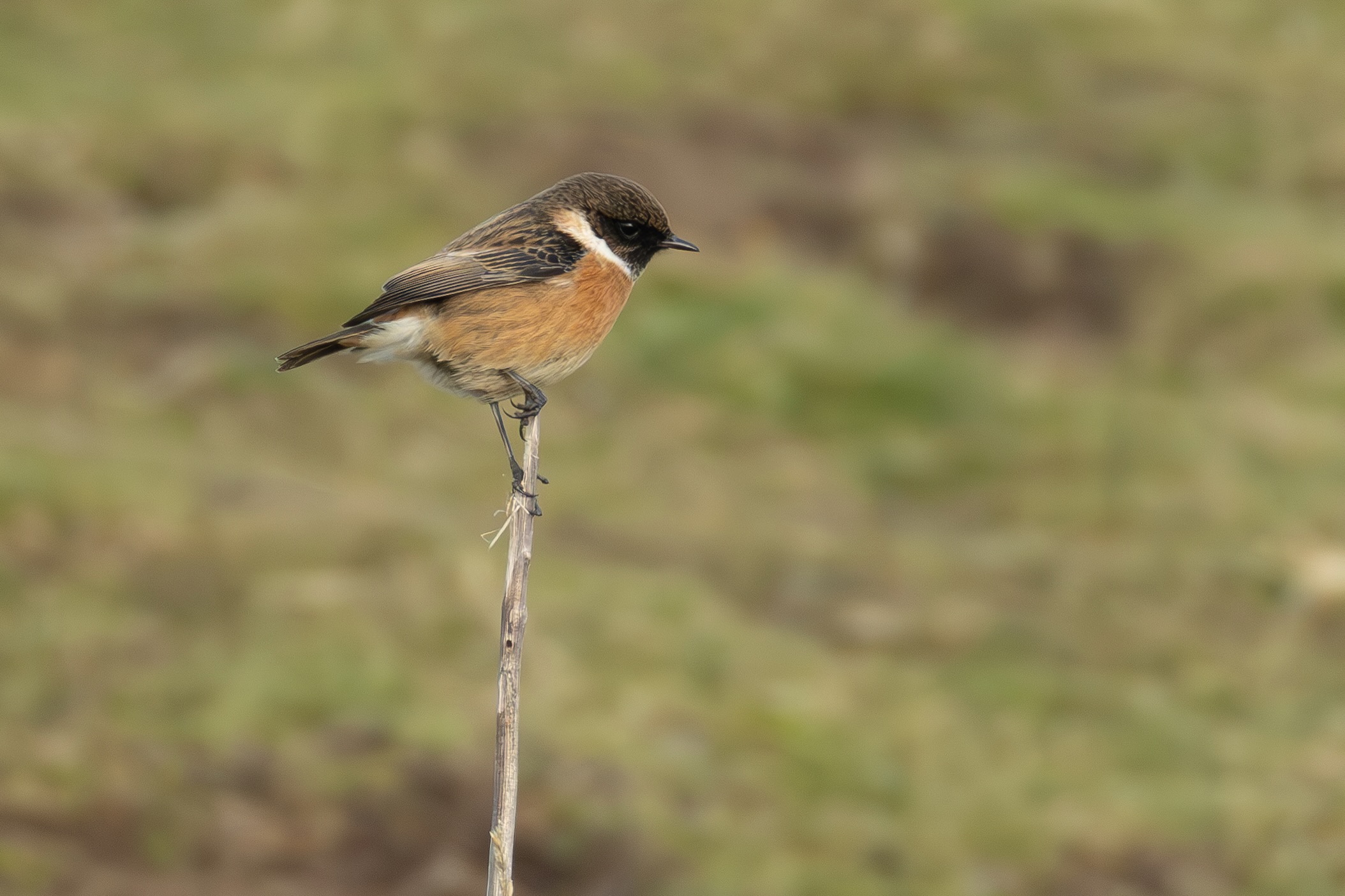 Stonechat - 18-02-2025