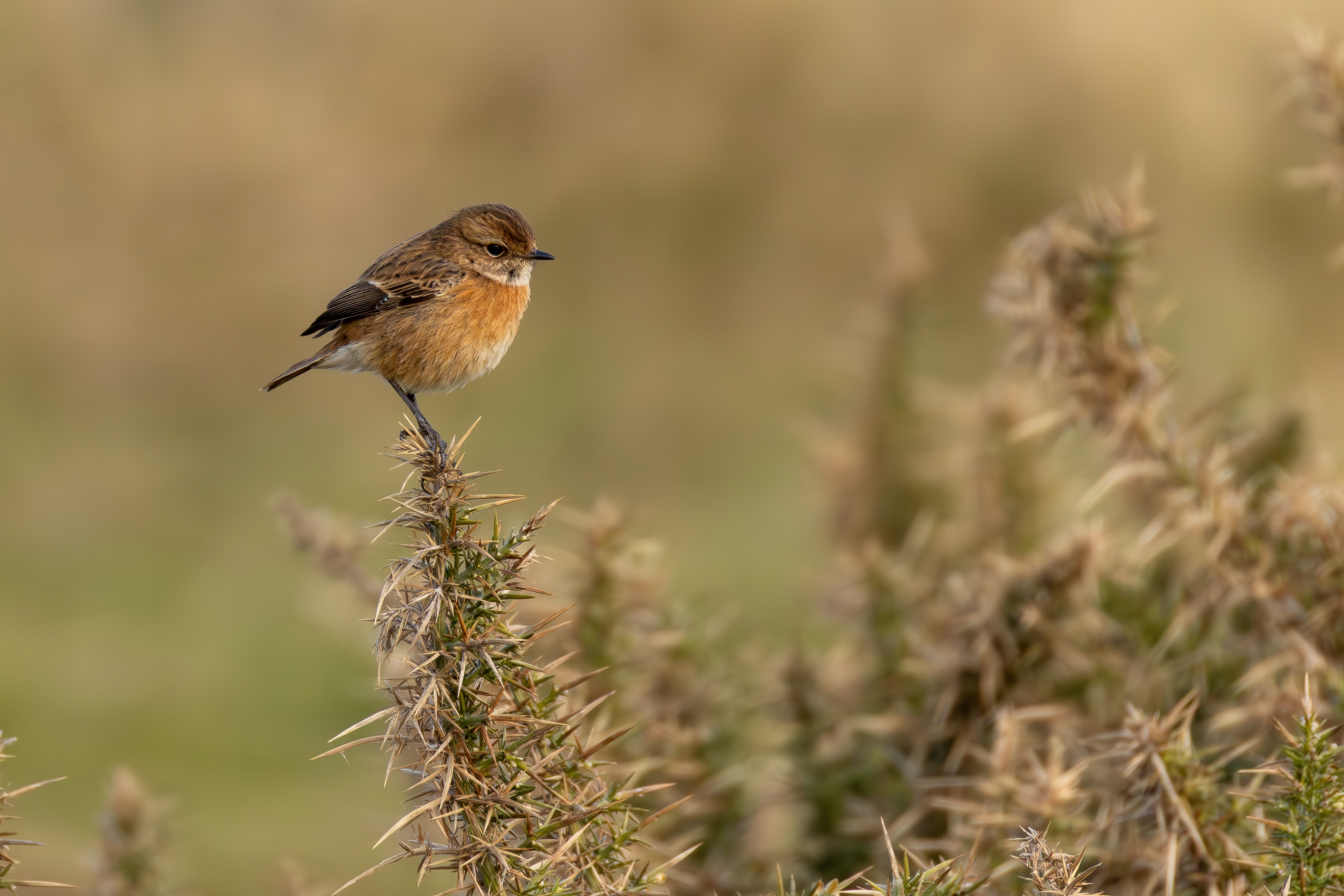 Stonechat - 18-02-2025