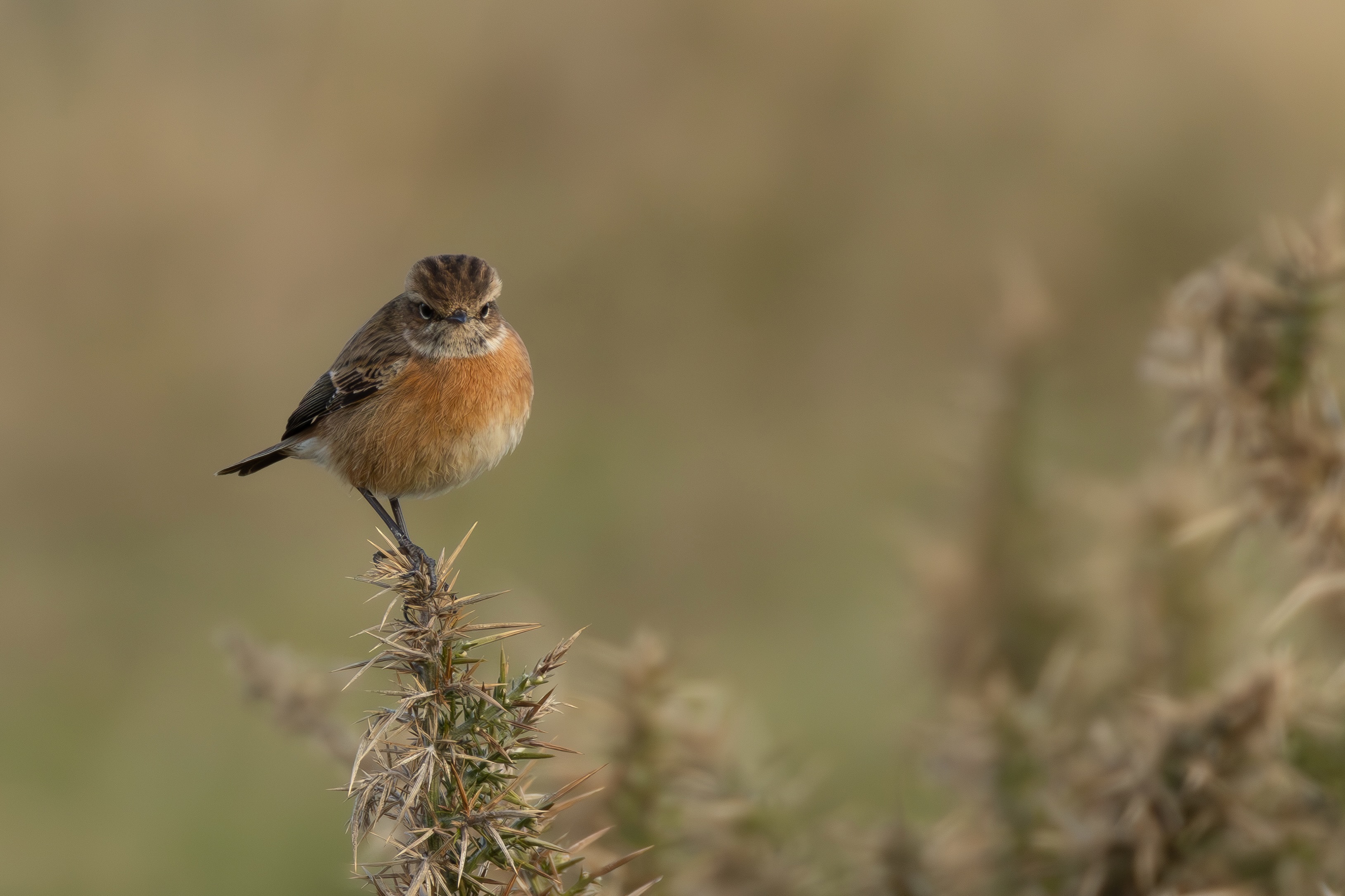 Stonechat - 18-02-2025