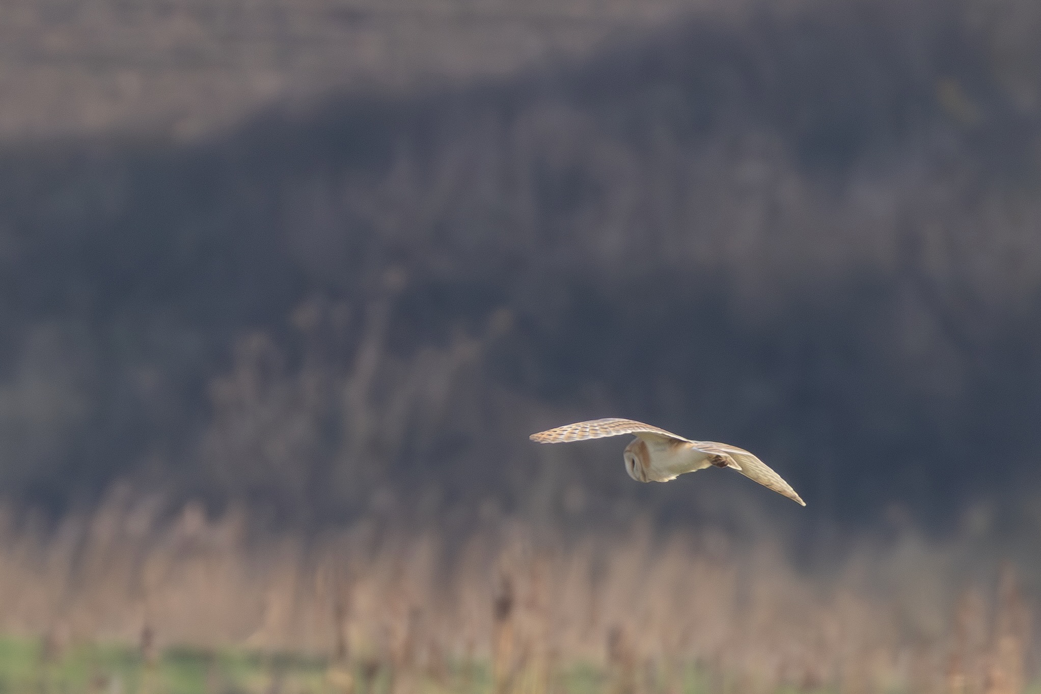 Barn Owl - 18-02-2025