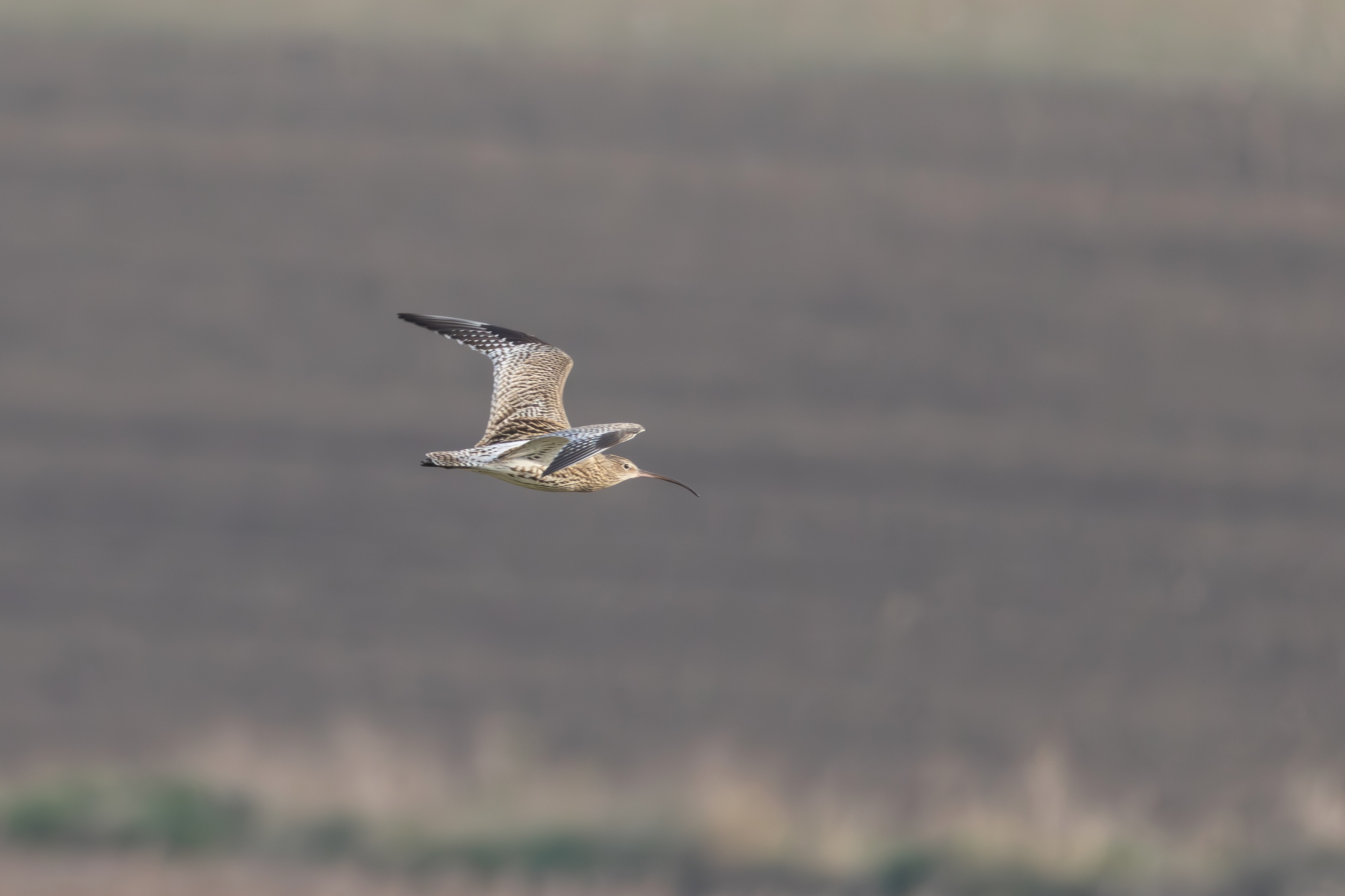 Curlew - 18-02-2025