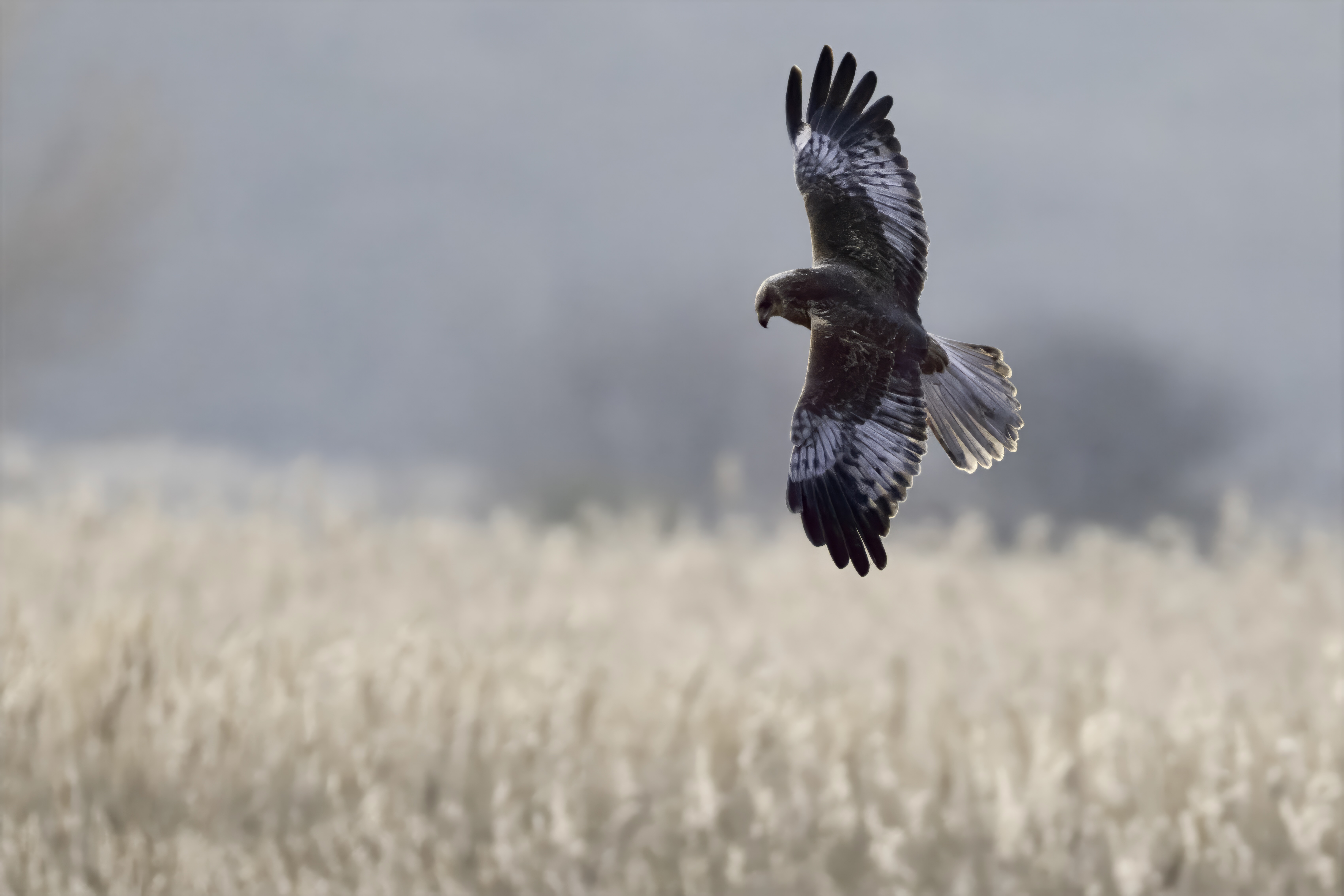 Marsh Harrier - 18-02-2025