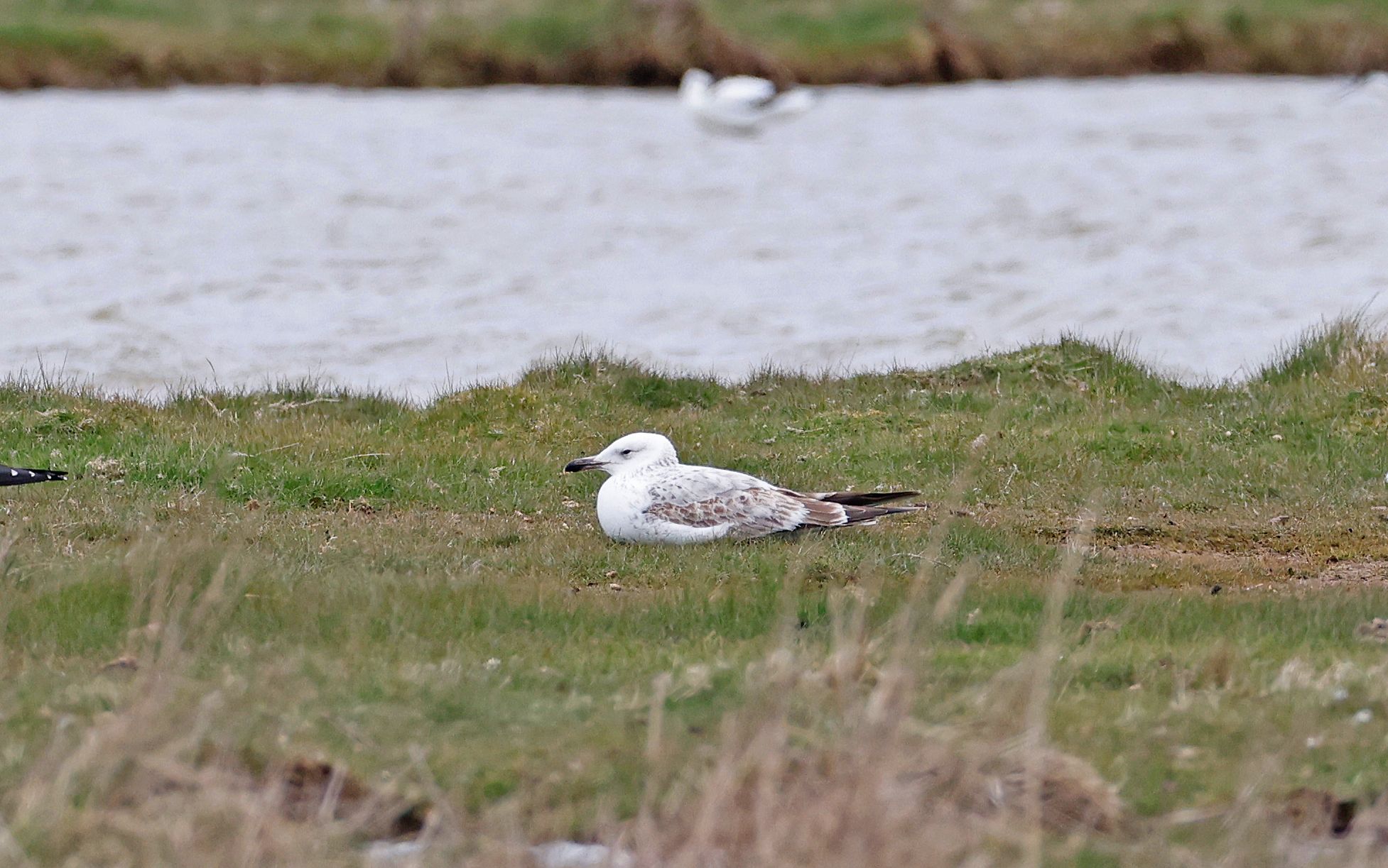 Caspian Gull - 05-04-2022