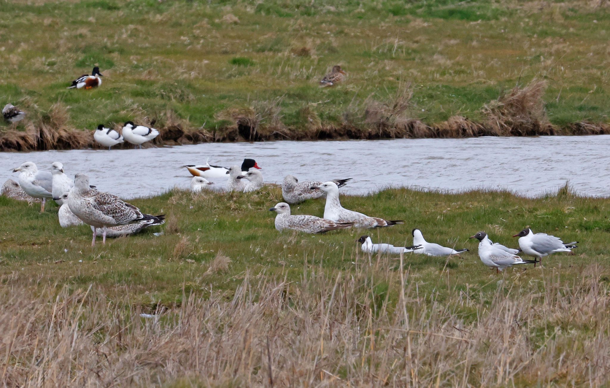 Caspian Gull - 05-04-2022