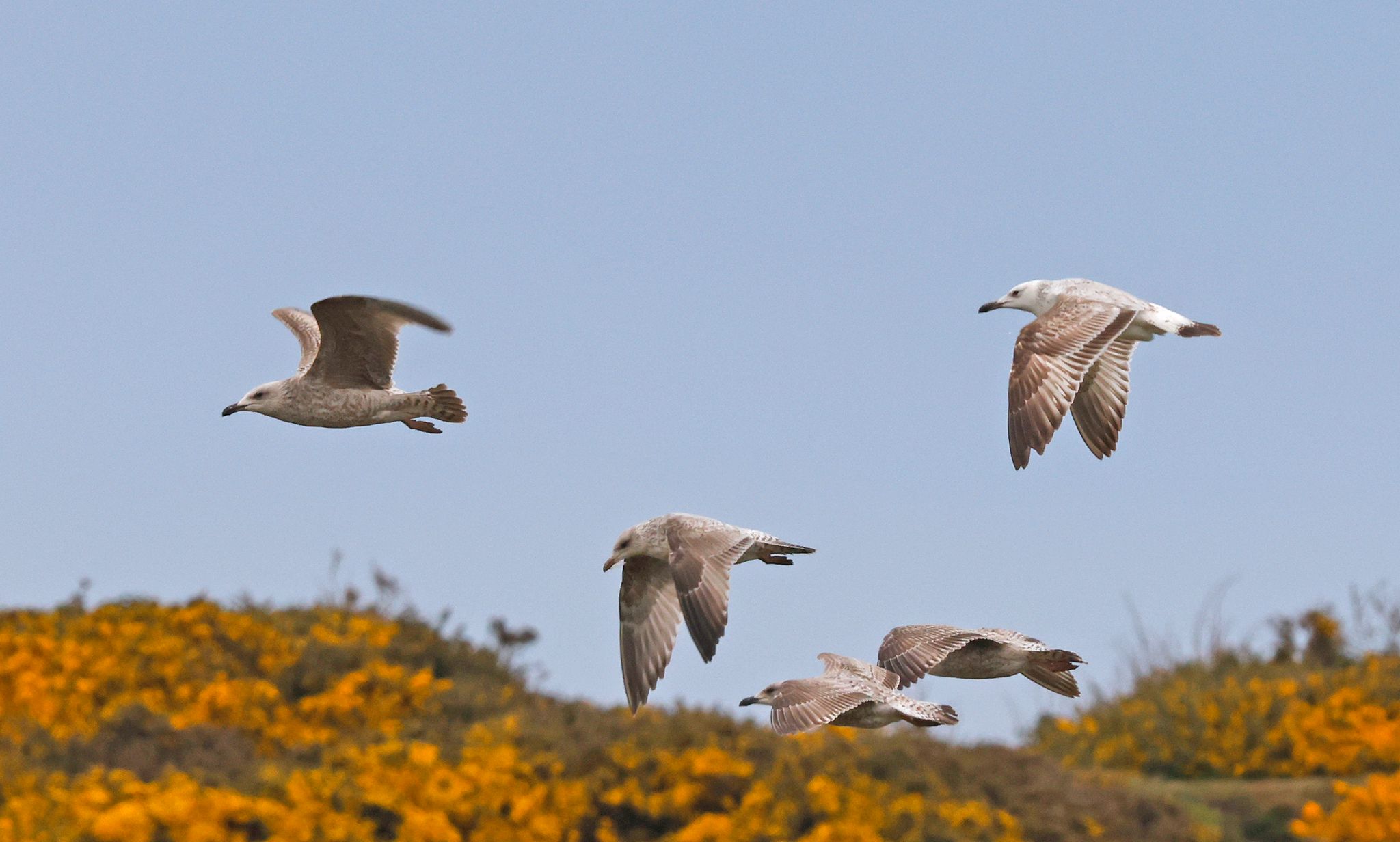 Caspian Gull - 05-04-2022