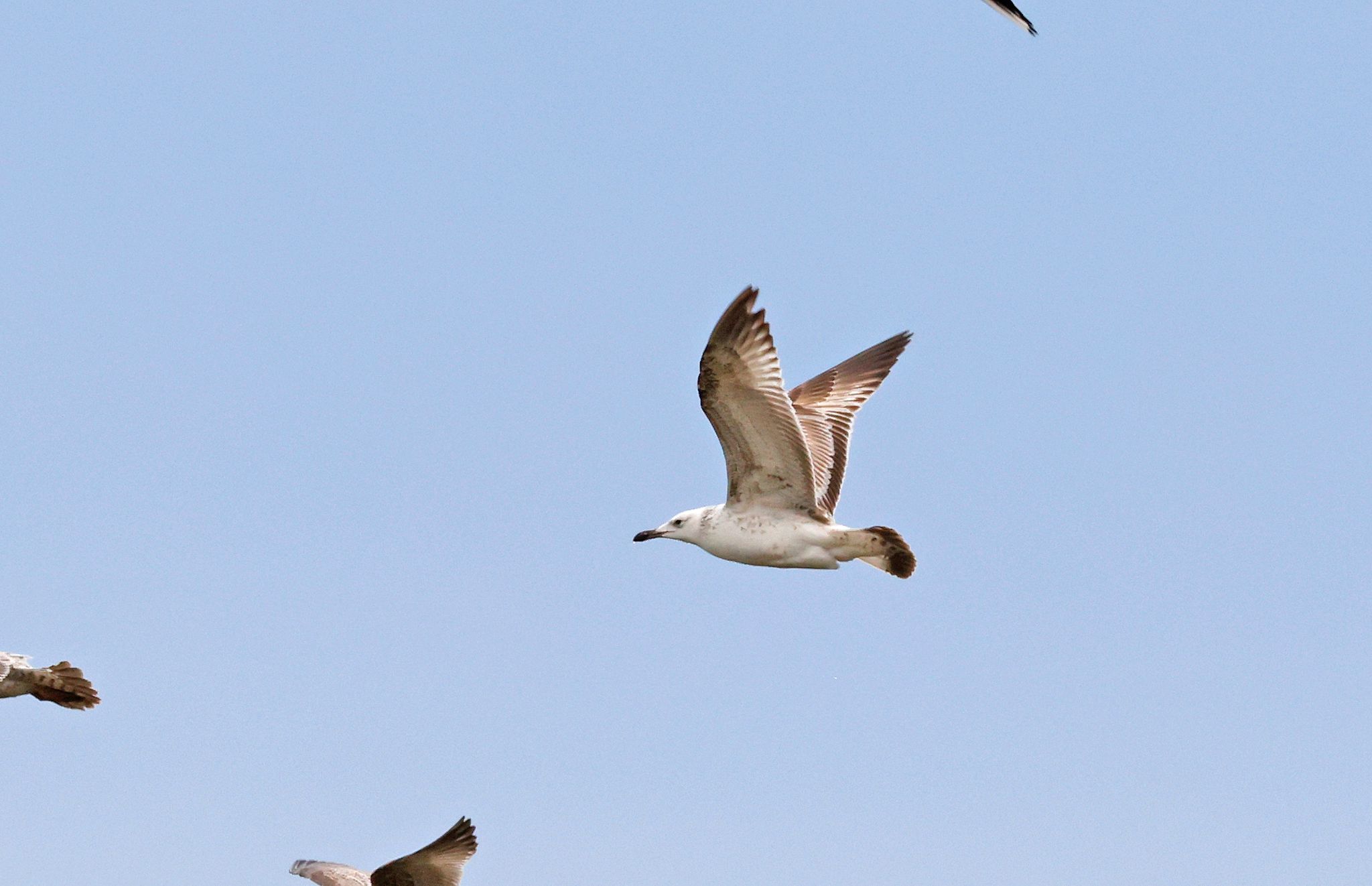 Caspian Gull - 05-04-2022