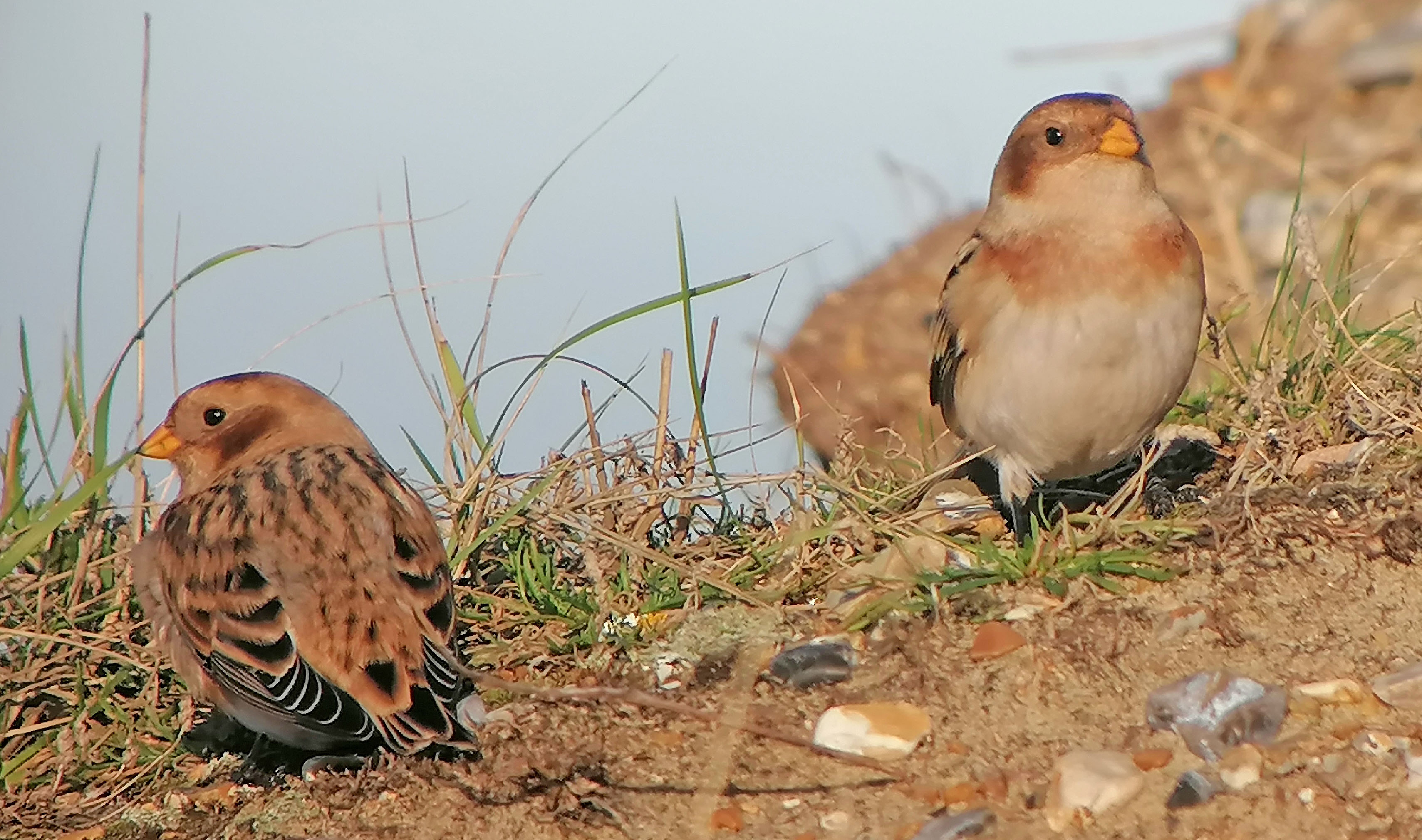 Snow Bunting - 06-11-2020