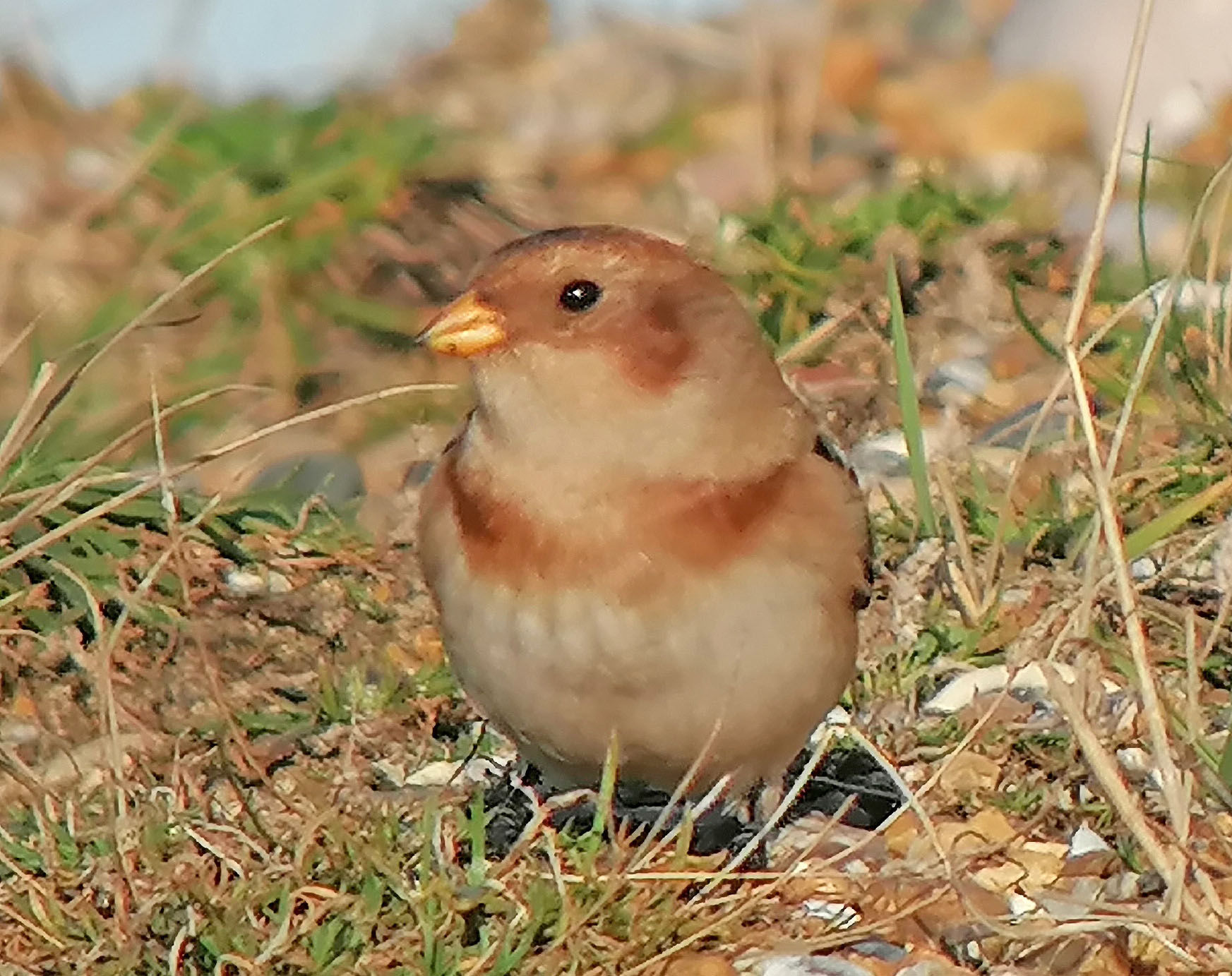 Snow Bunting - 06-11-2020