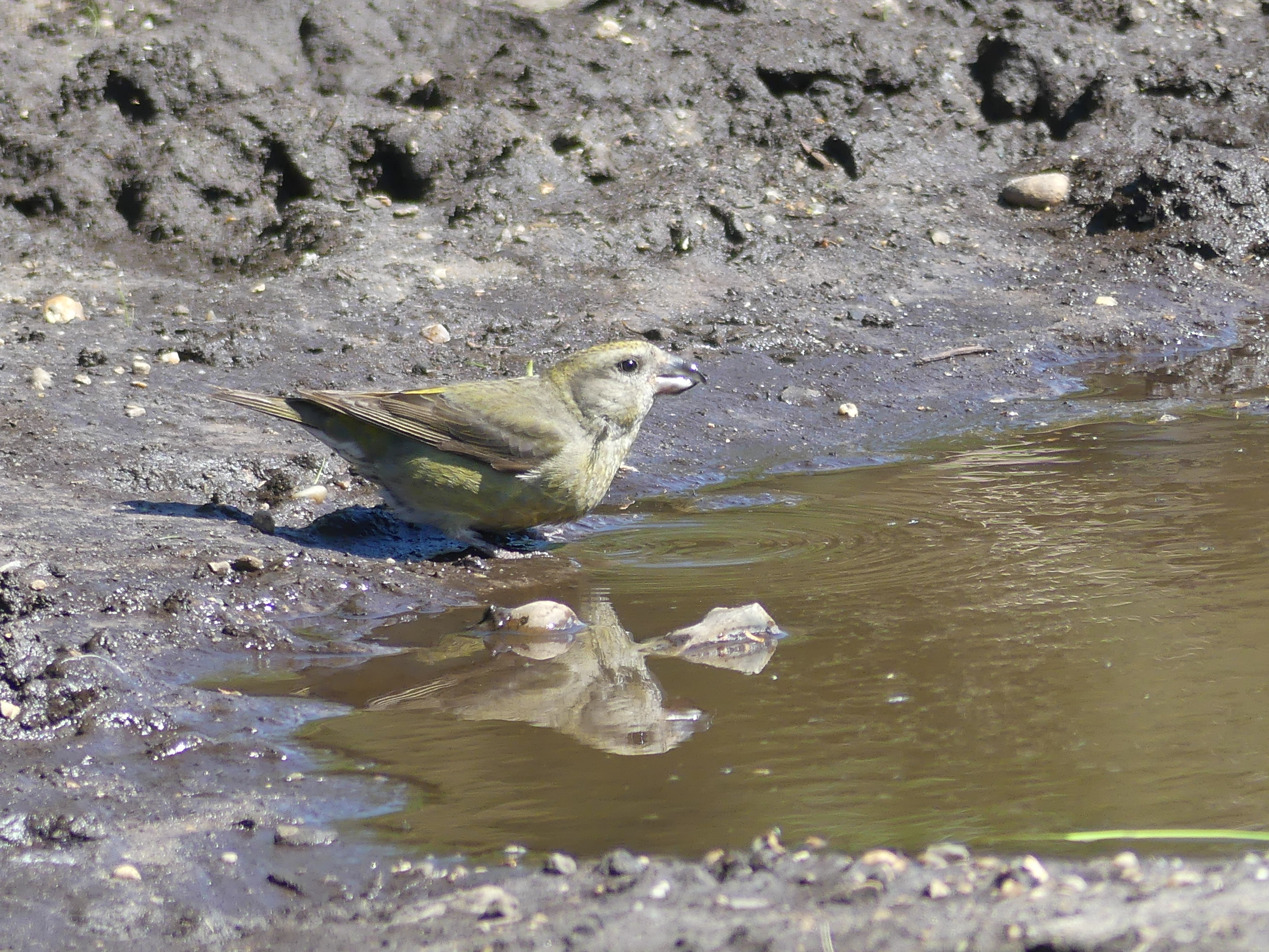 Crossbill - 29-05-2021