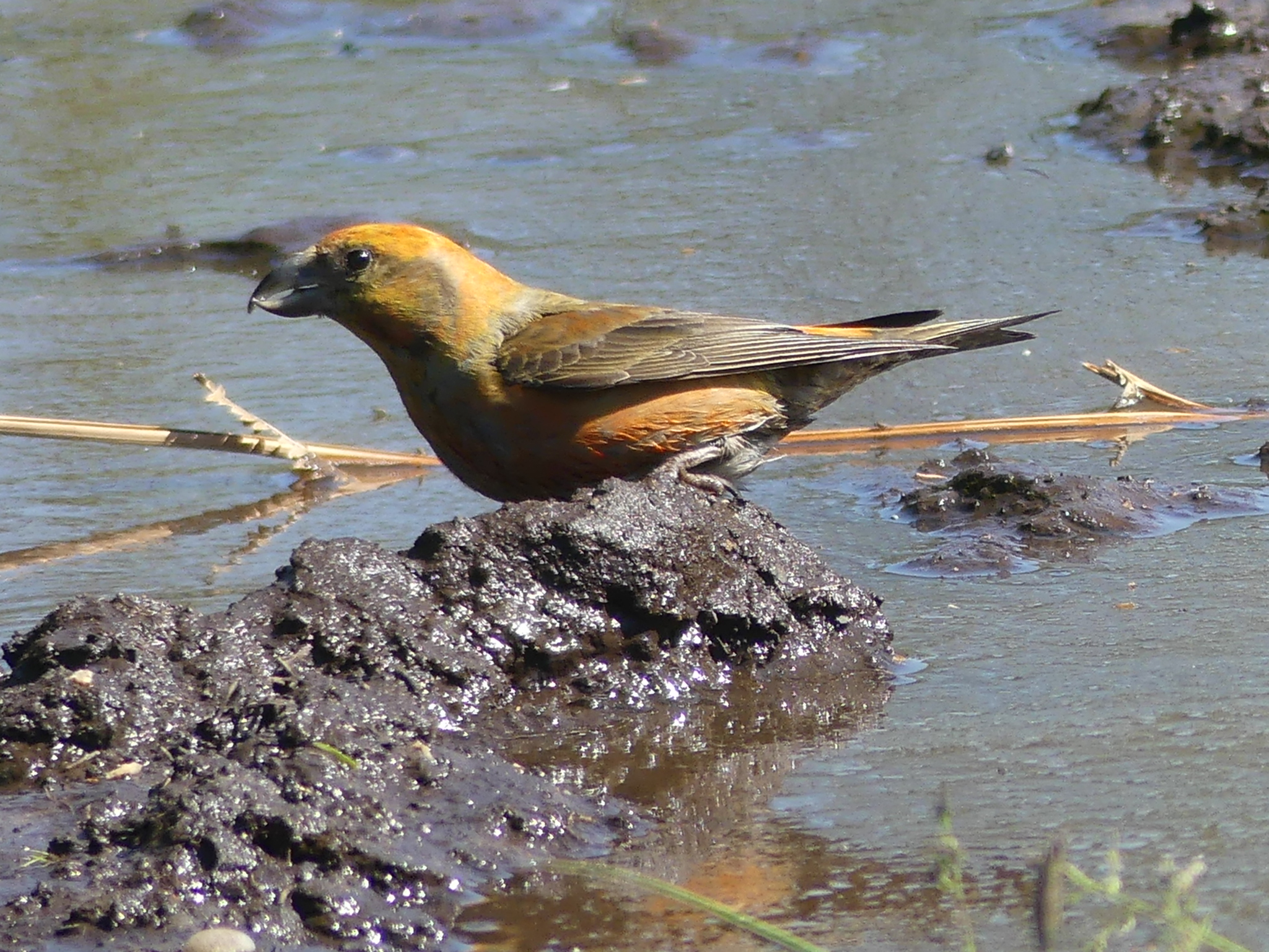 Crossbill - 29-05-2021