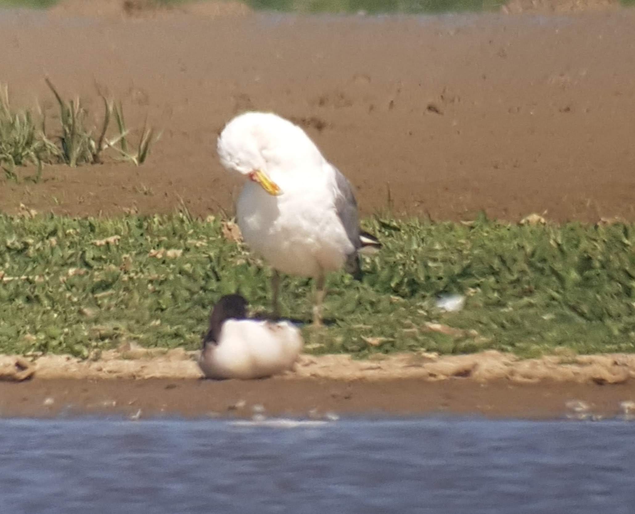 Yellow-legged Gull - 05-08-2021