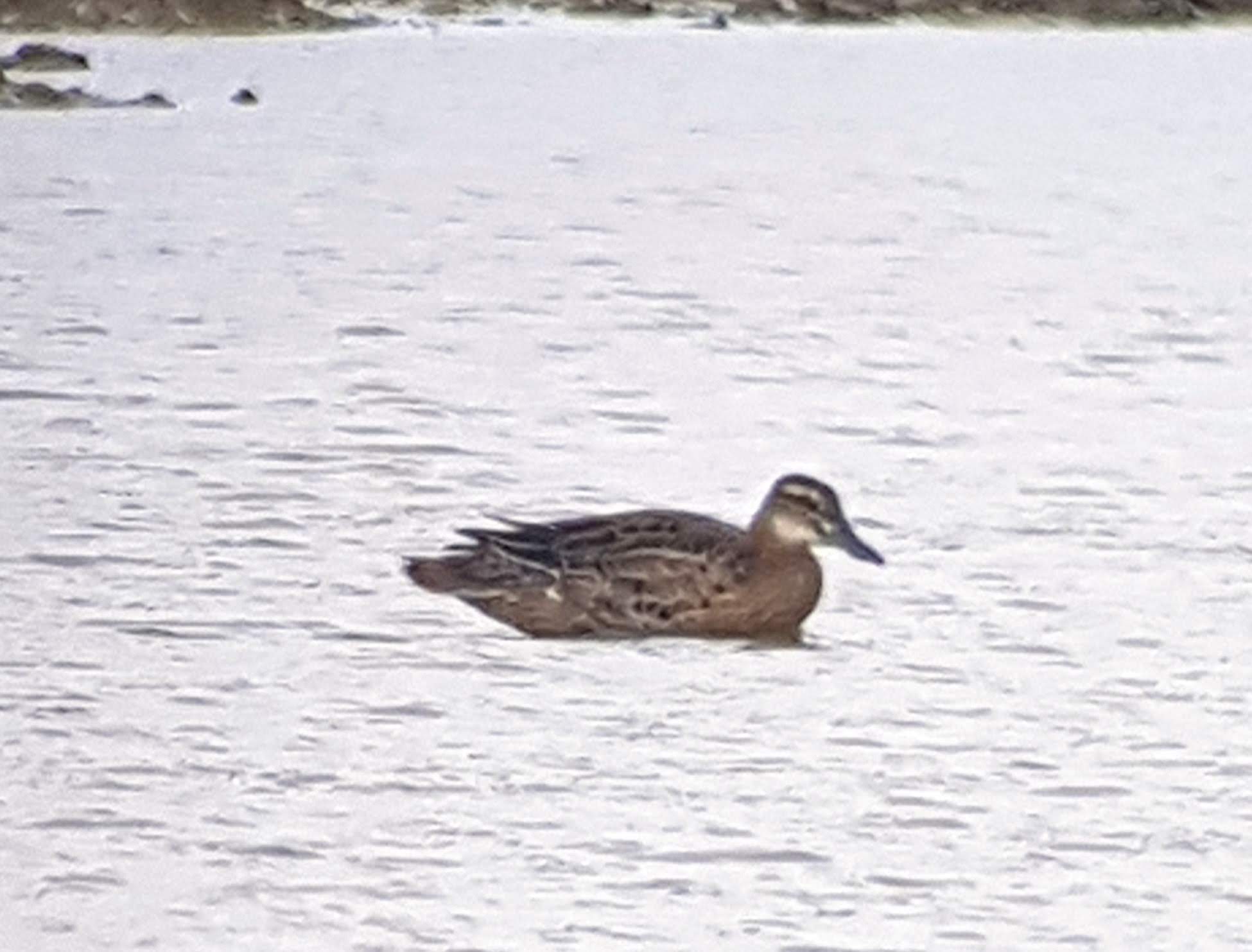 Garganey - 05-08-2021