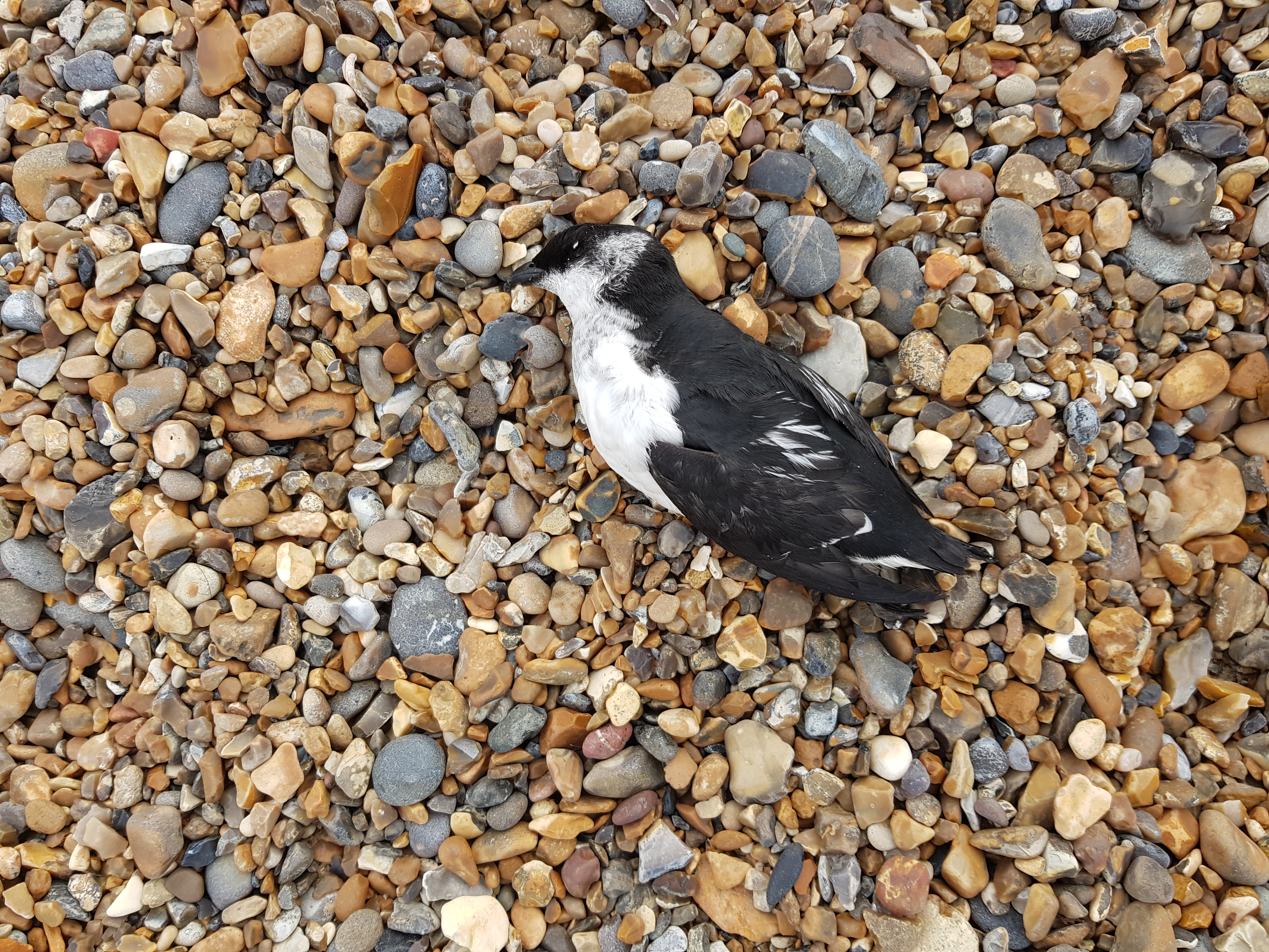 Little Auk - 10-11-2021