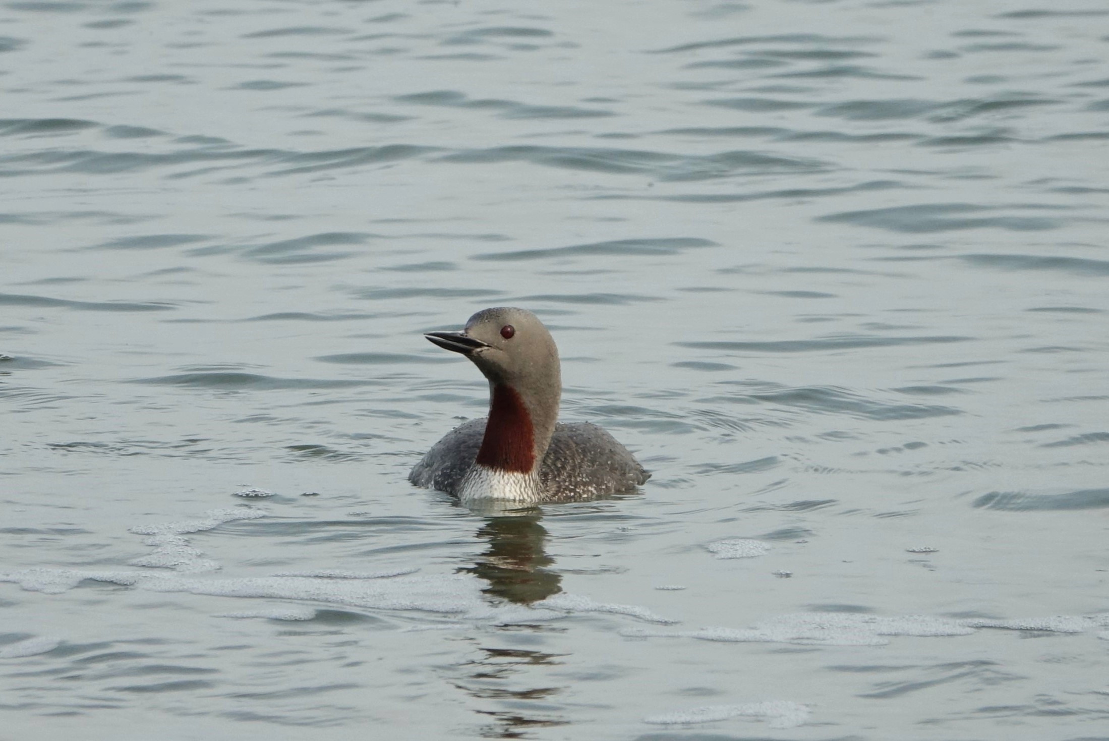 Red-throated Diver - 22-09-2022