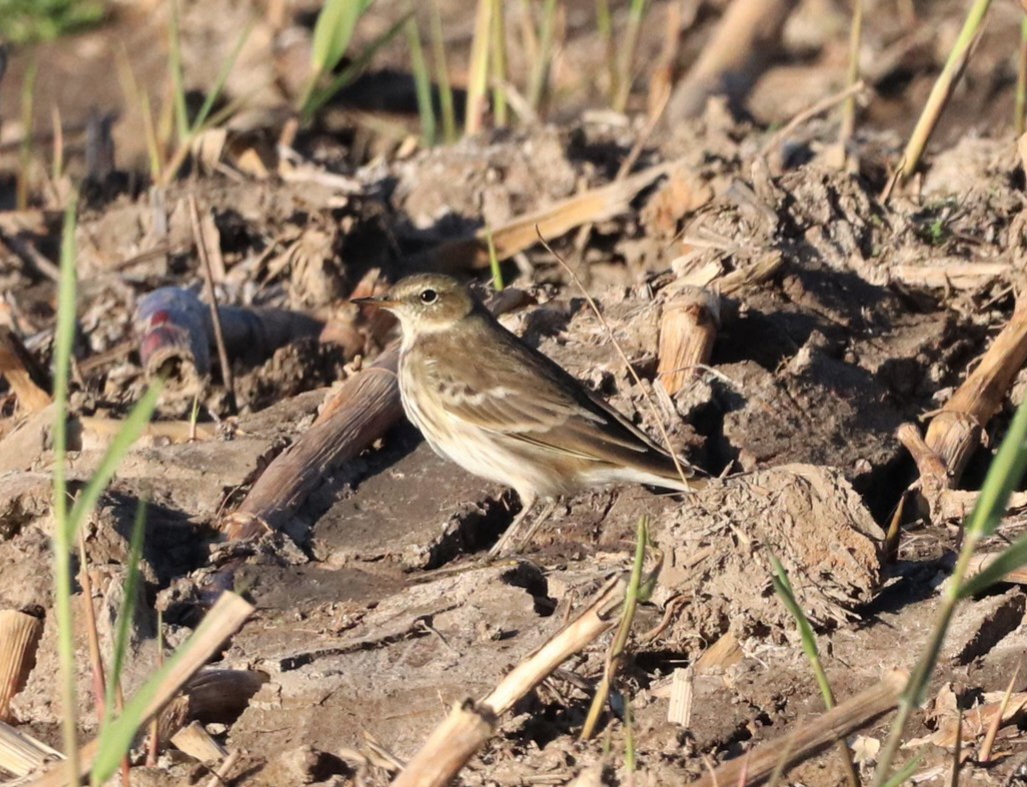 Water Pipit - 17-10-2022